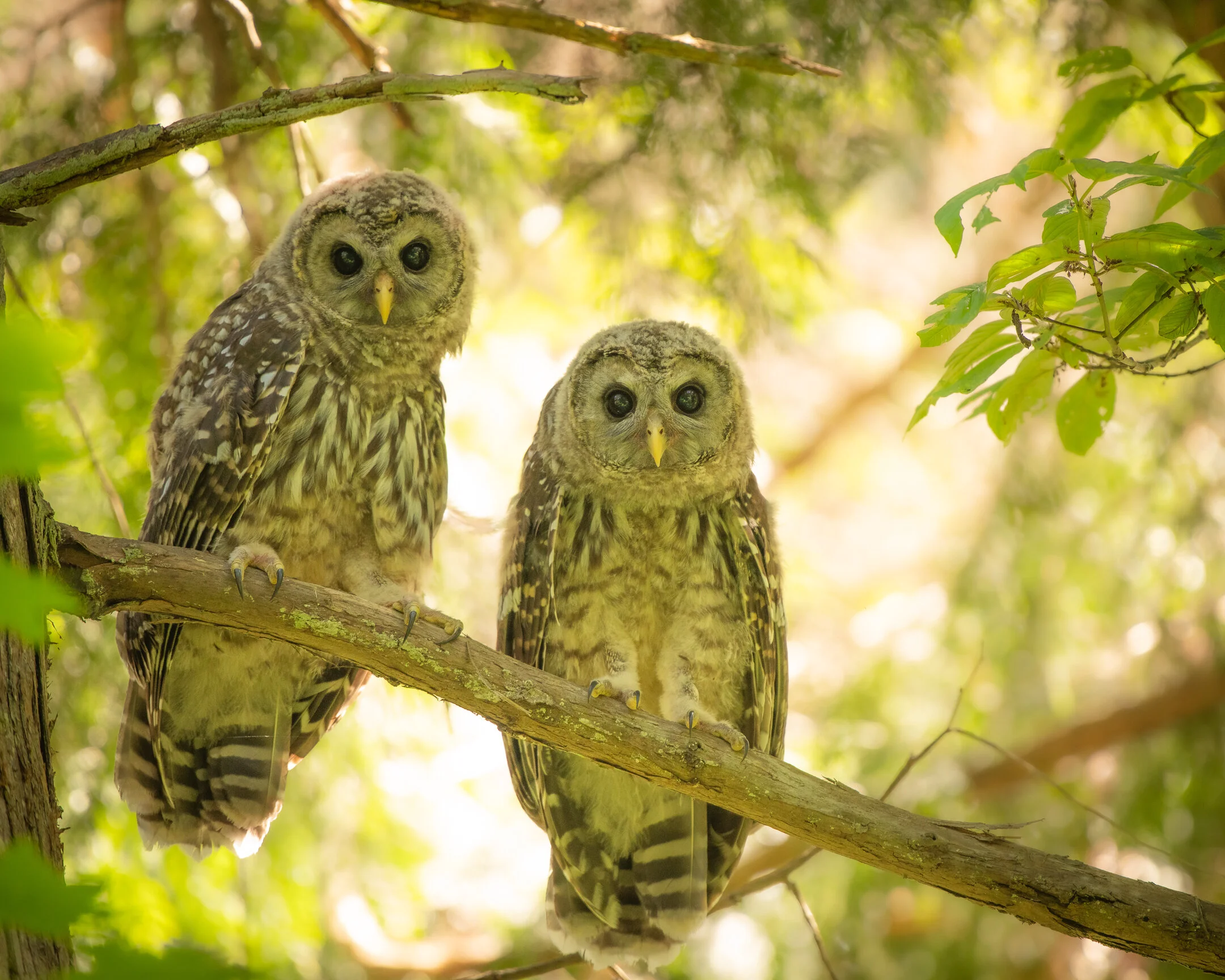 Barred Owlet Siblings 2021