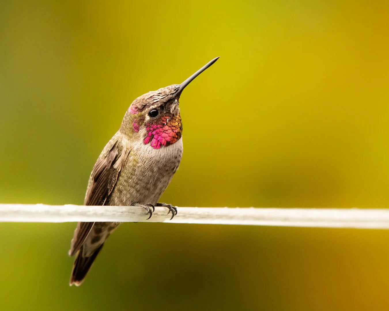Anna's Hummingbird (2021)