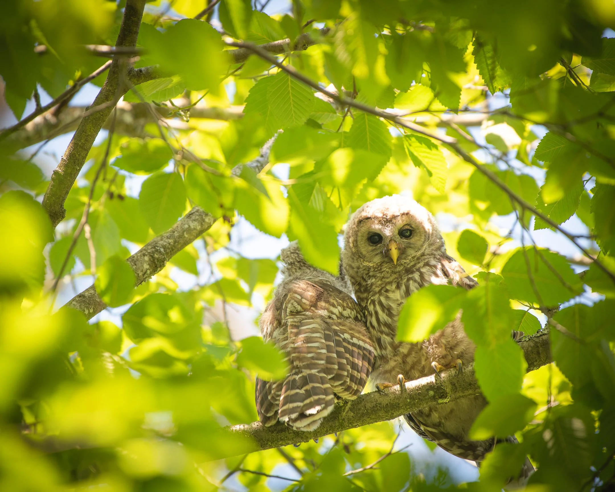 Barred Owlets 2021