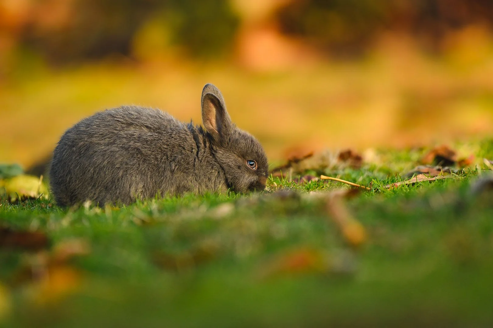 Rabbit Kit 2022