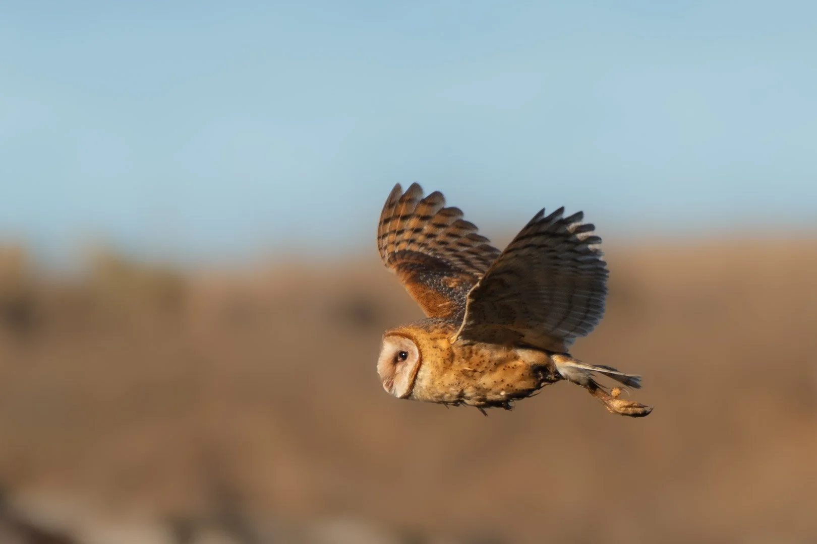 Barn Owl 2022