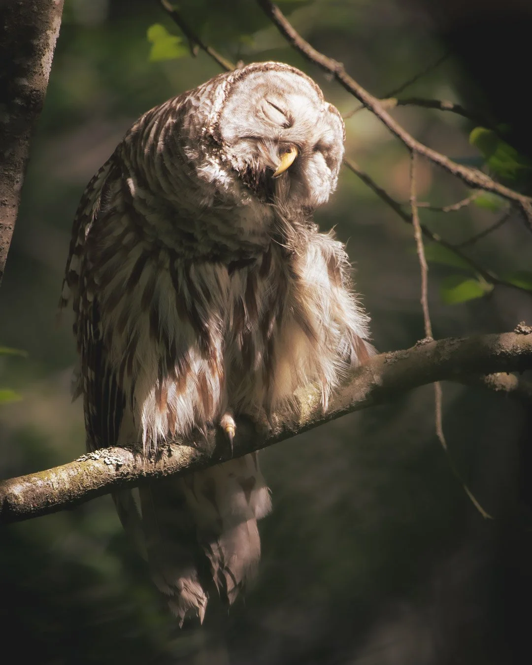 Barred Owl 2022