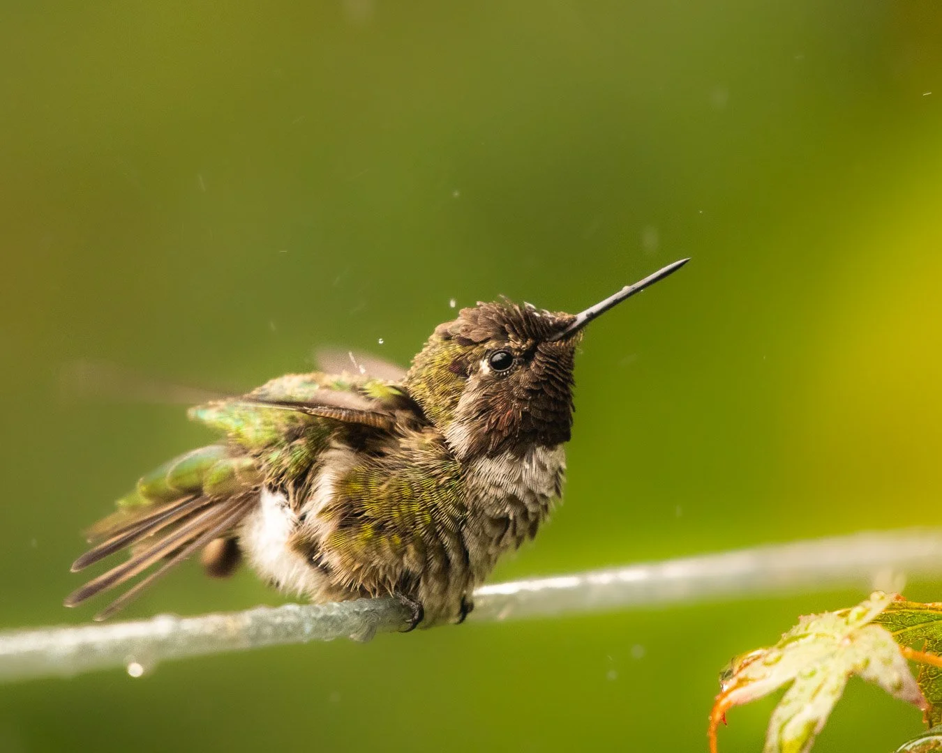 Anna's Hummingbird 2022
