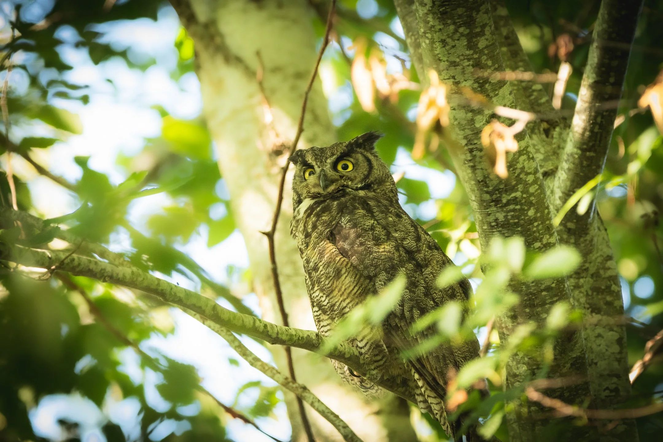 Great Horned Owl 2021