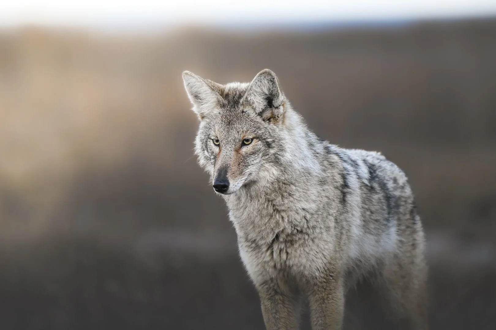 Coyote 2023