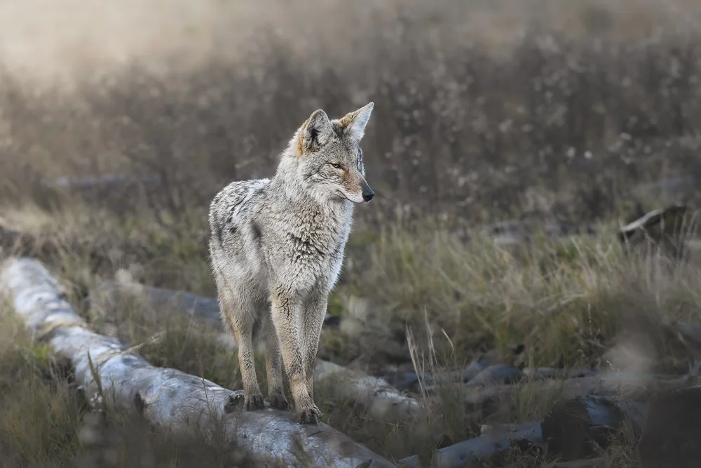 Coyote 2023