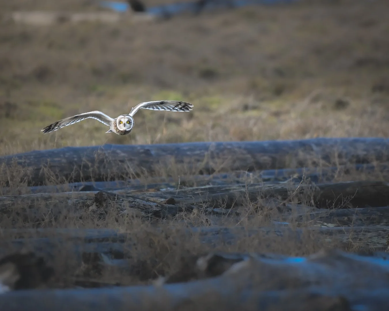 Short Eared Owl 2023