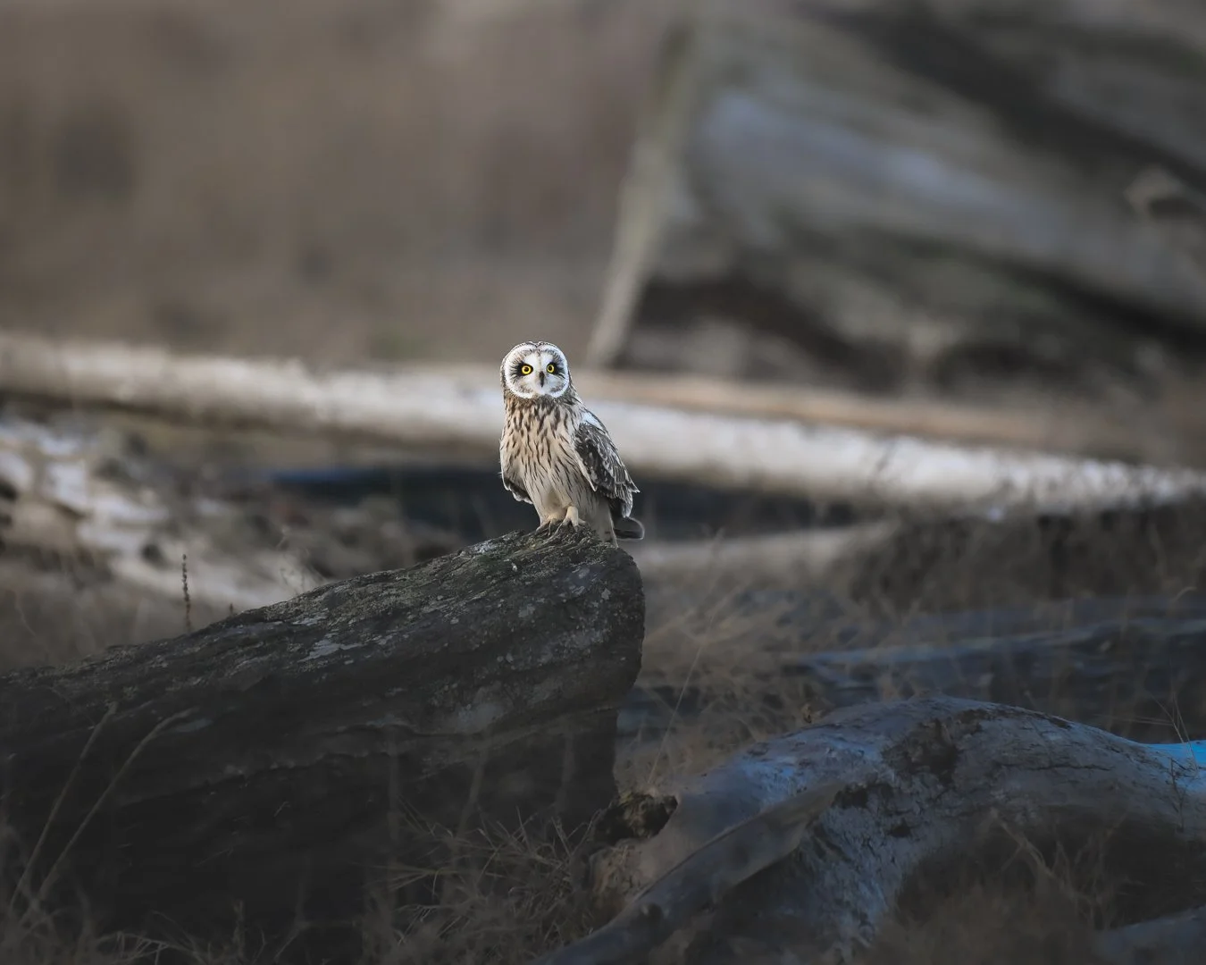 Short Eared Owl 2023
