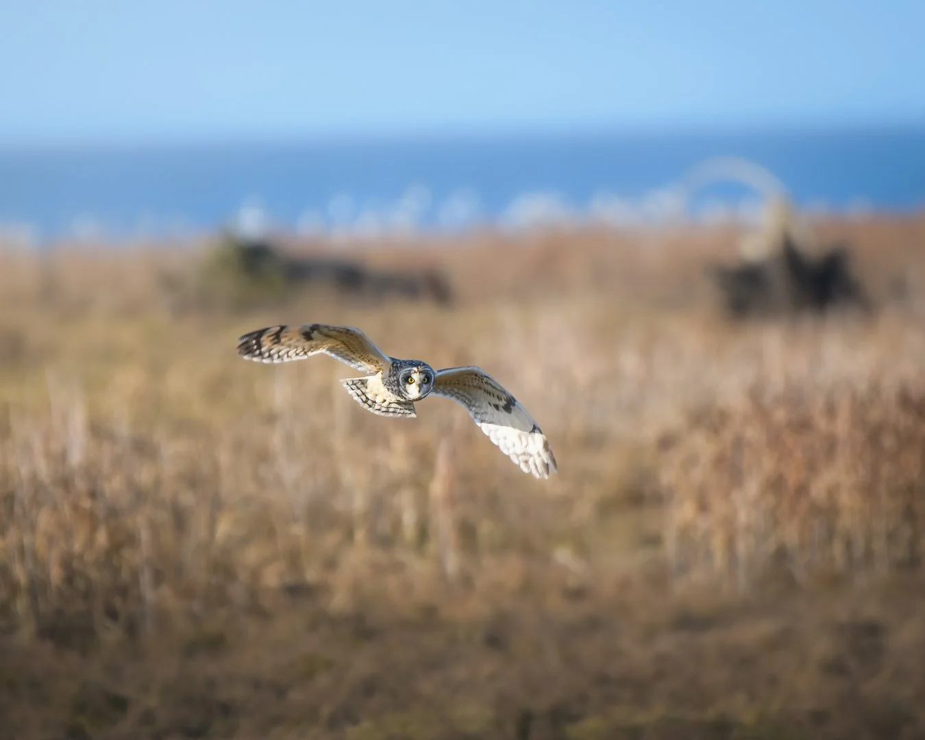 Short Eared Owl 2023