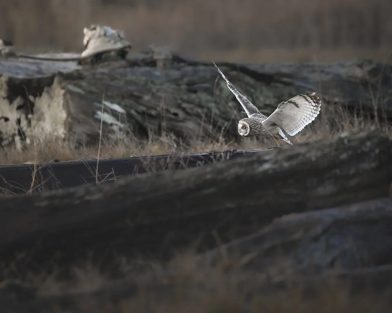 Short Eared Owl 2023