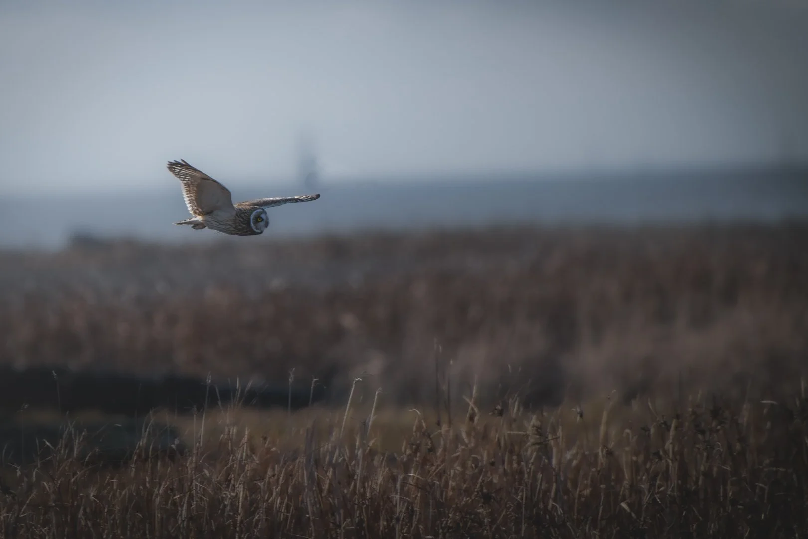 Short Eared Owl 2023