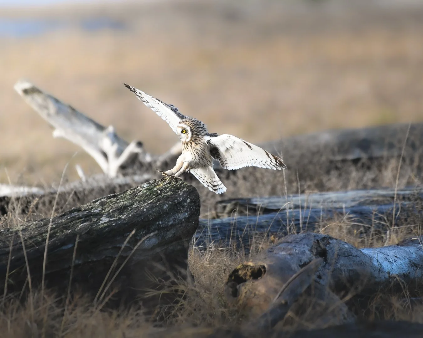 Short Eared Owl 2023