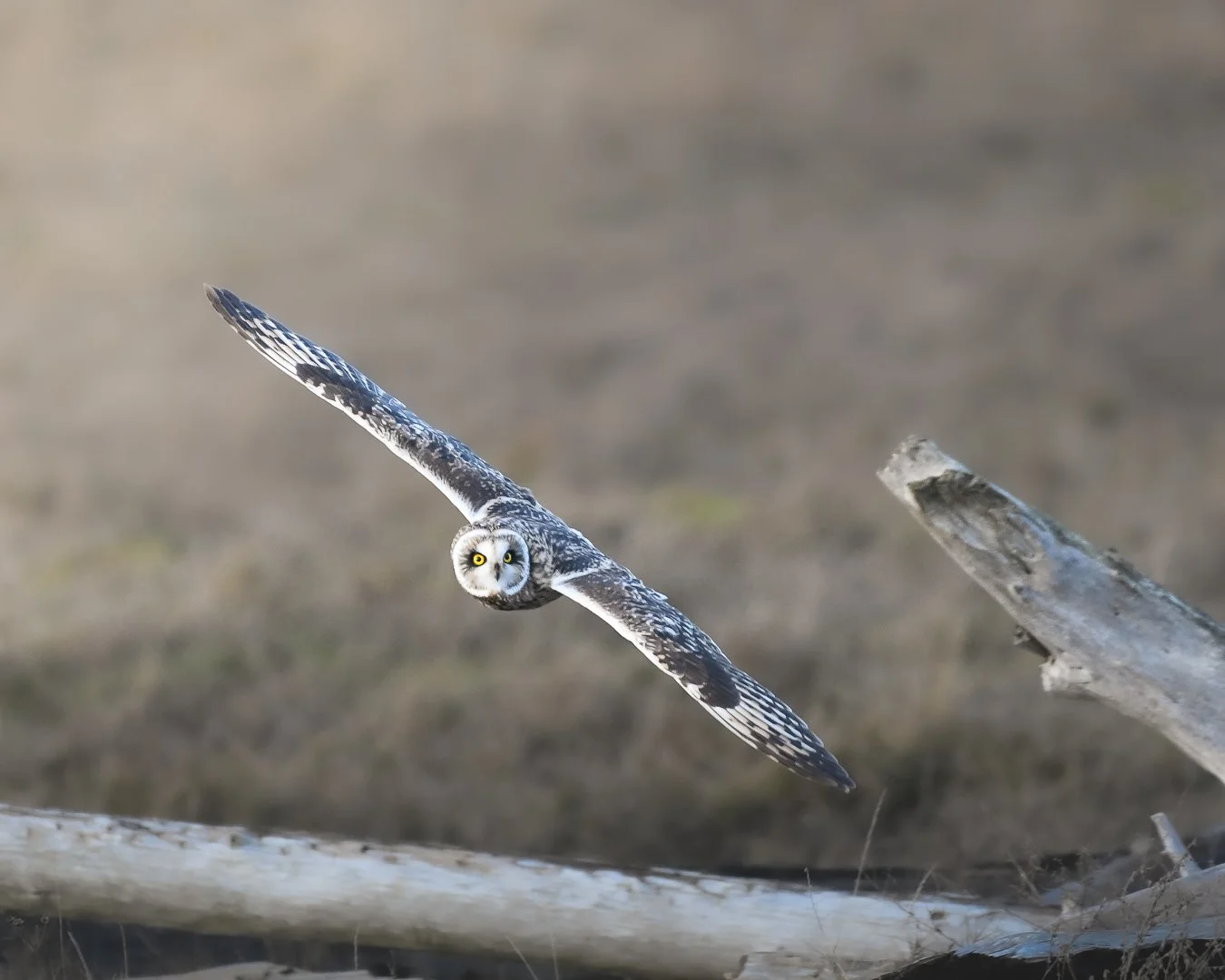 Short Eared Owl 2023