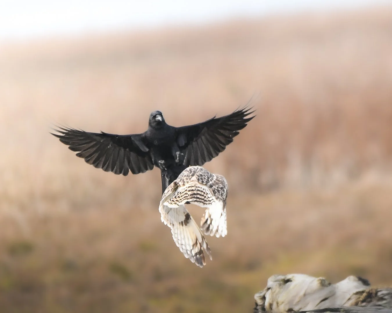 Short Eared Owl 2023