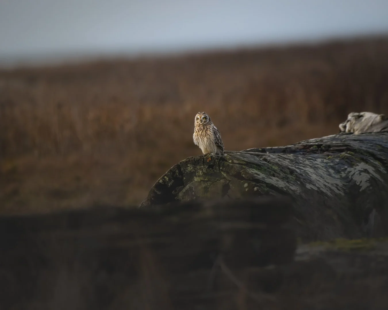 Short Eared Owl 2023