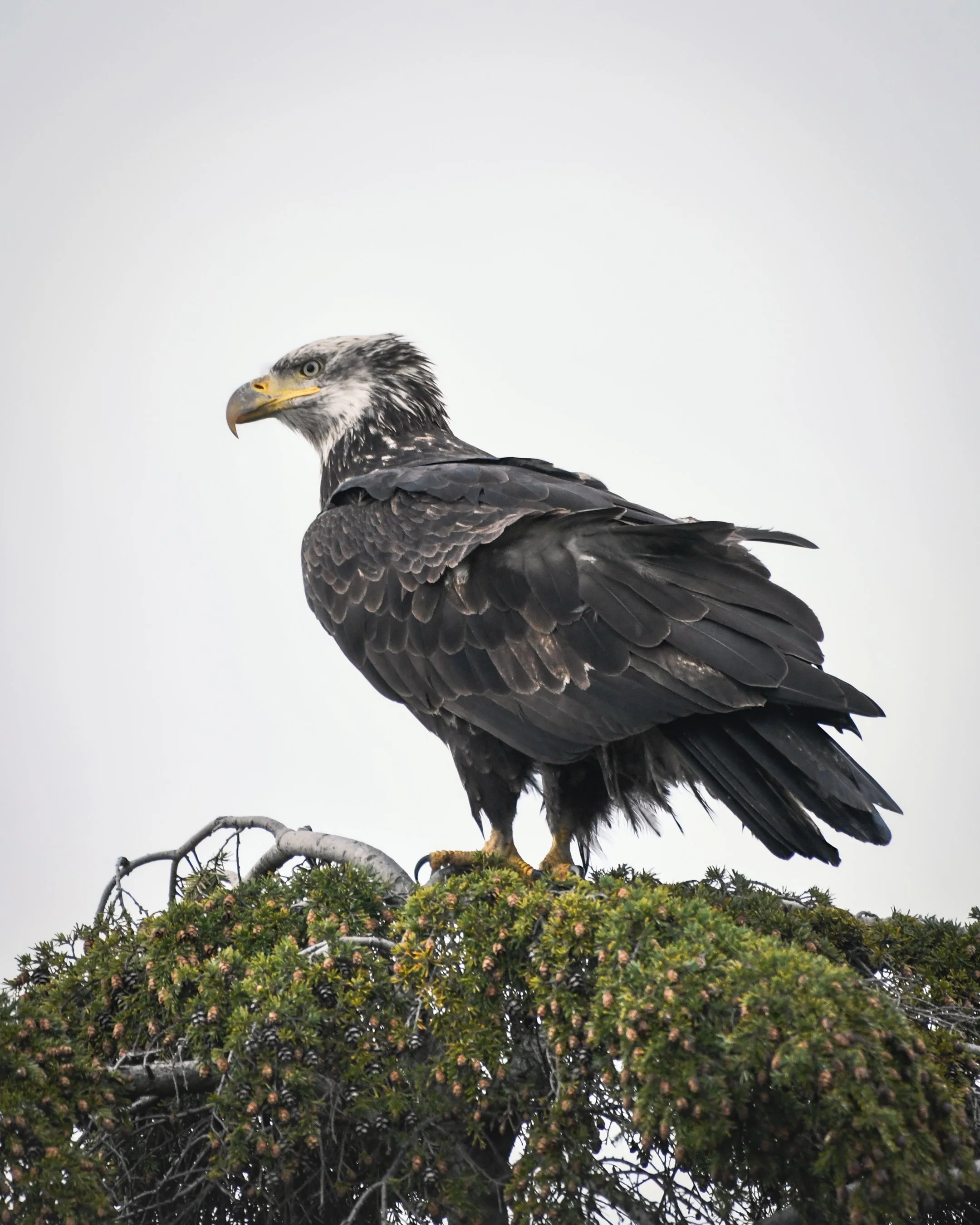 Juvenile Bald Eagle (2024)