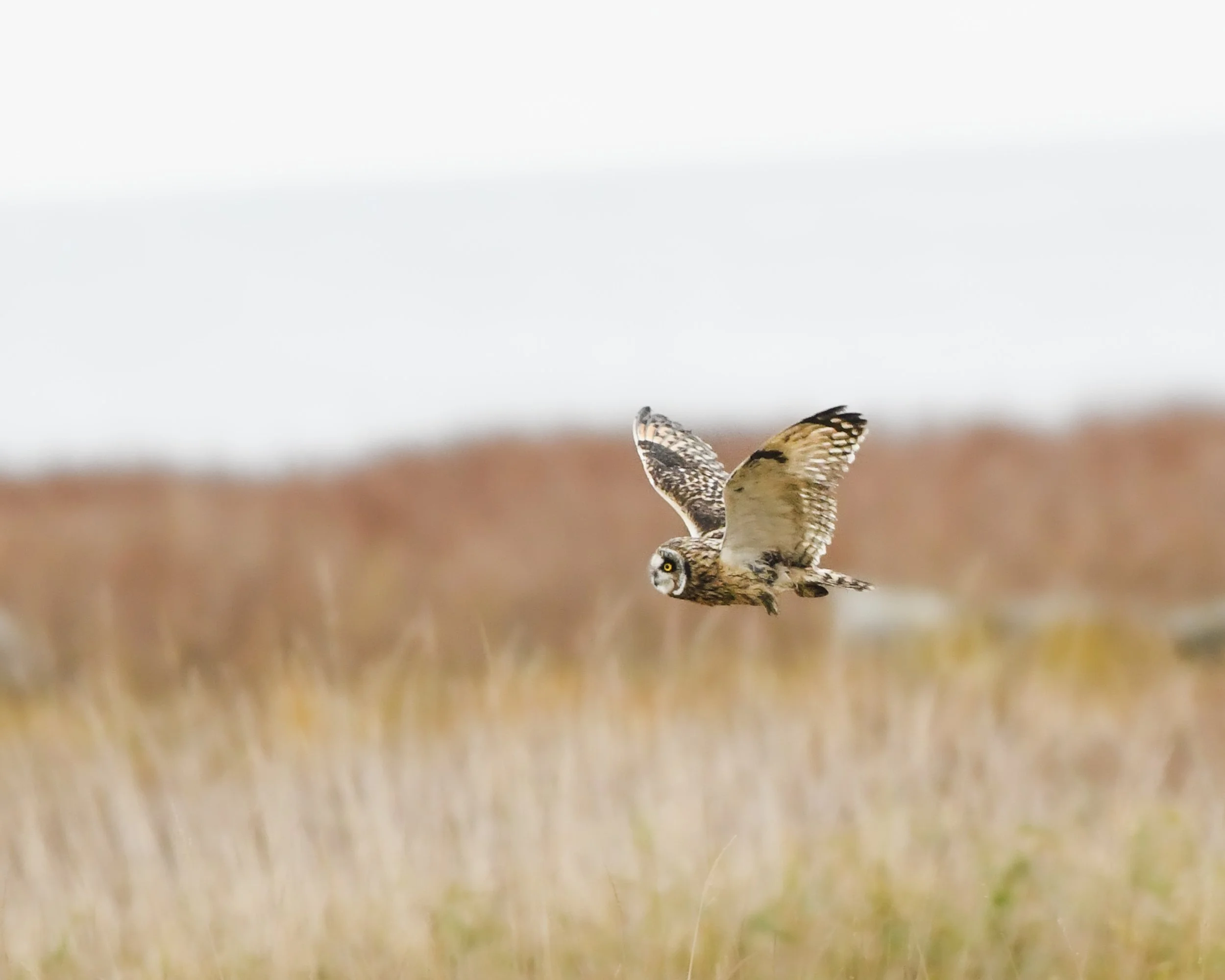 Short Eared Owl (2024)