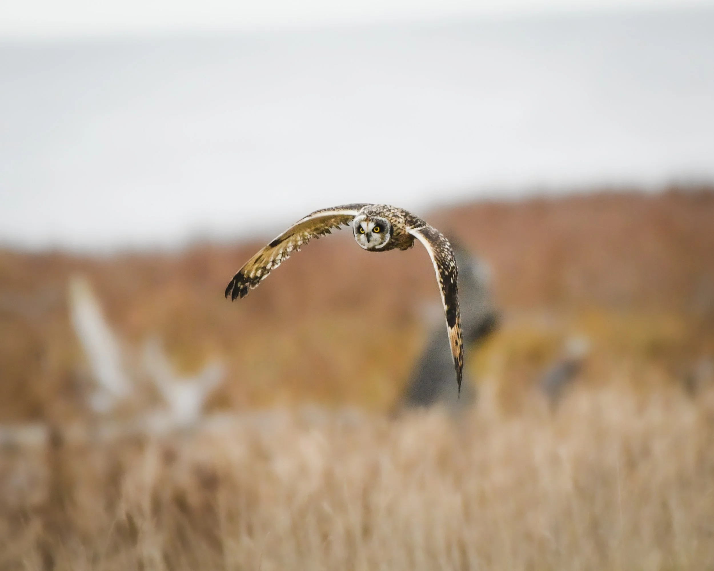 Short Eared Owl (2024)