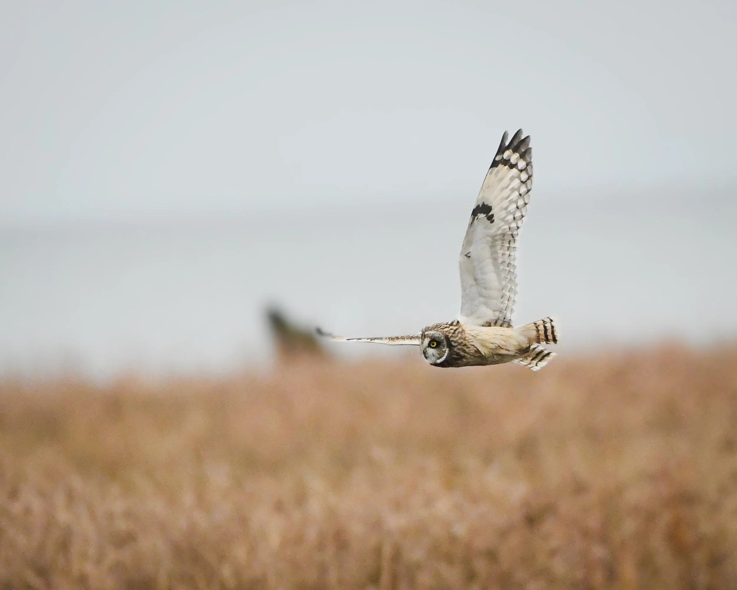 Short Eared Owl (2024)