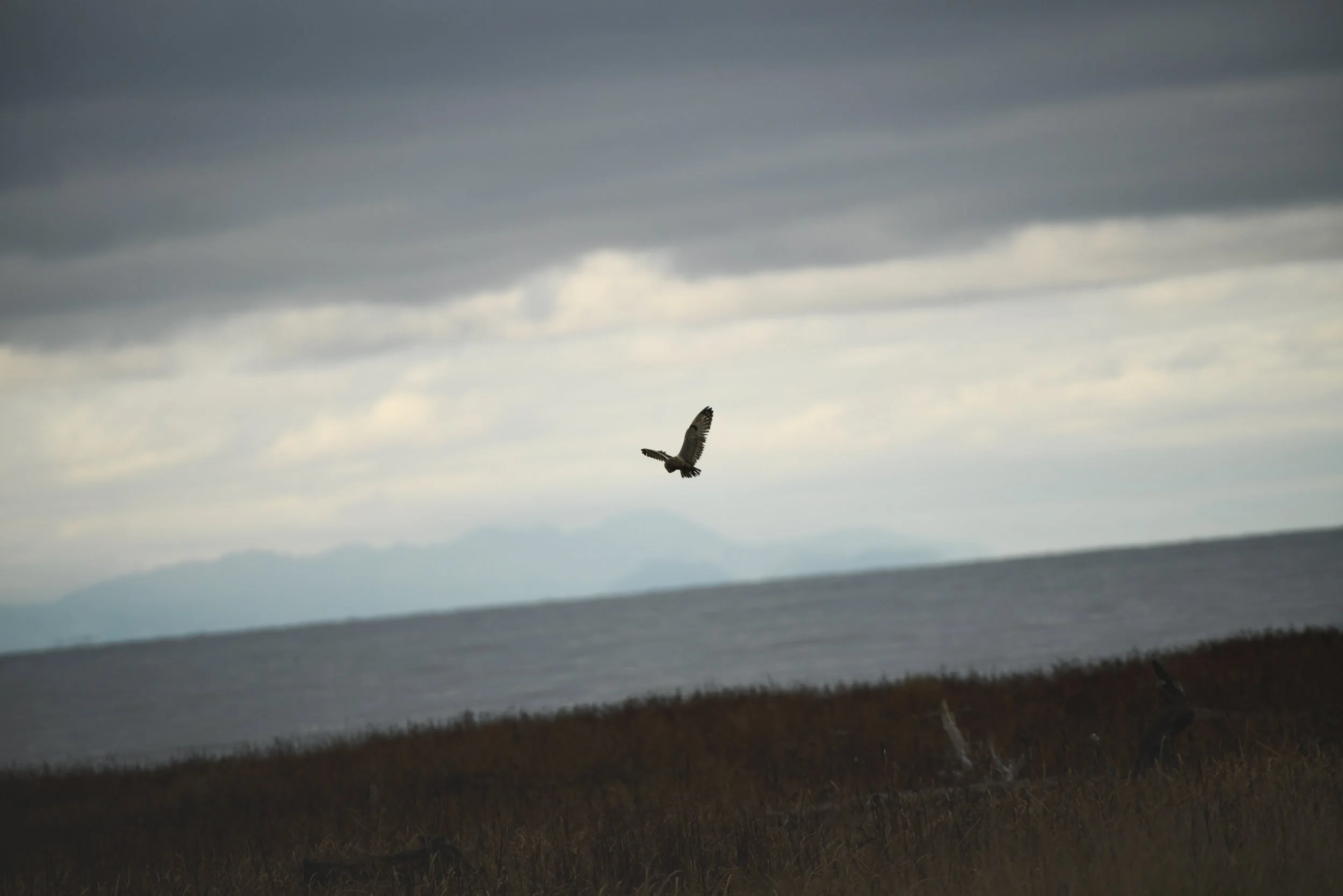 Short Eared Owl (2024)