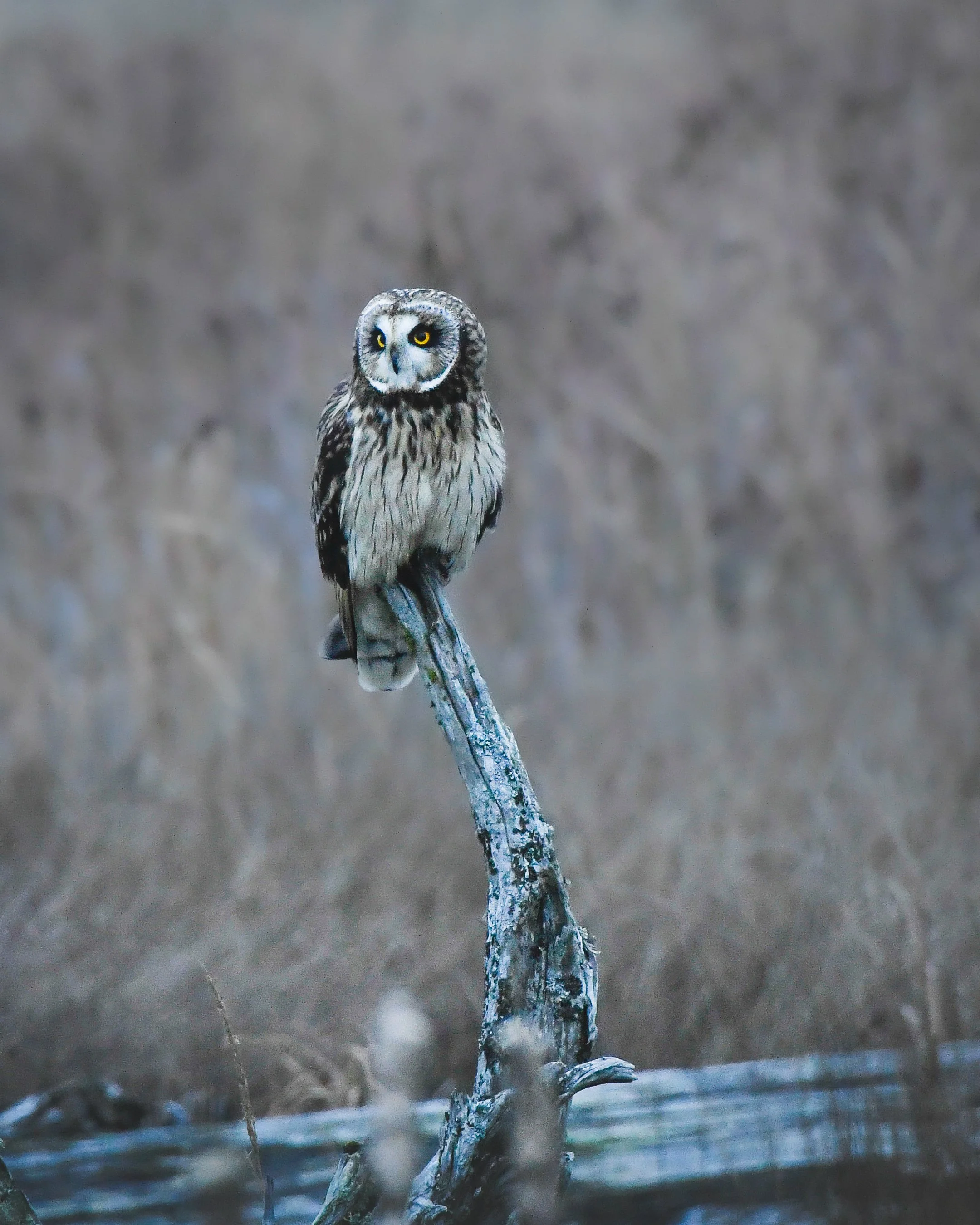 Short Eared Owl (2024)