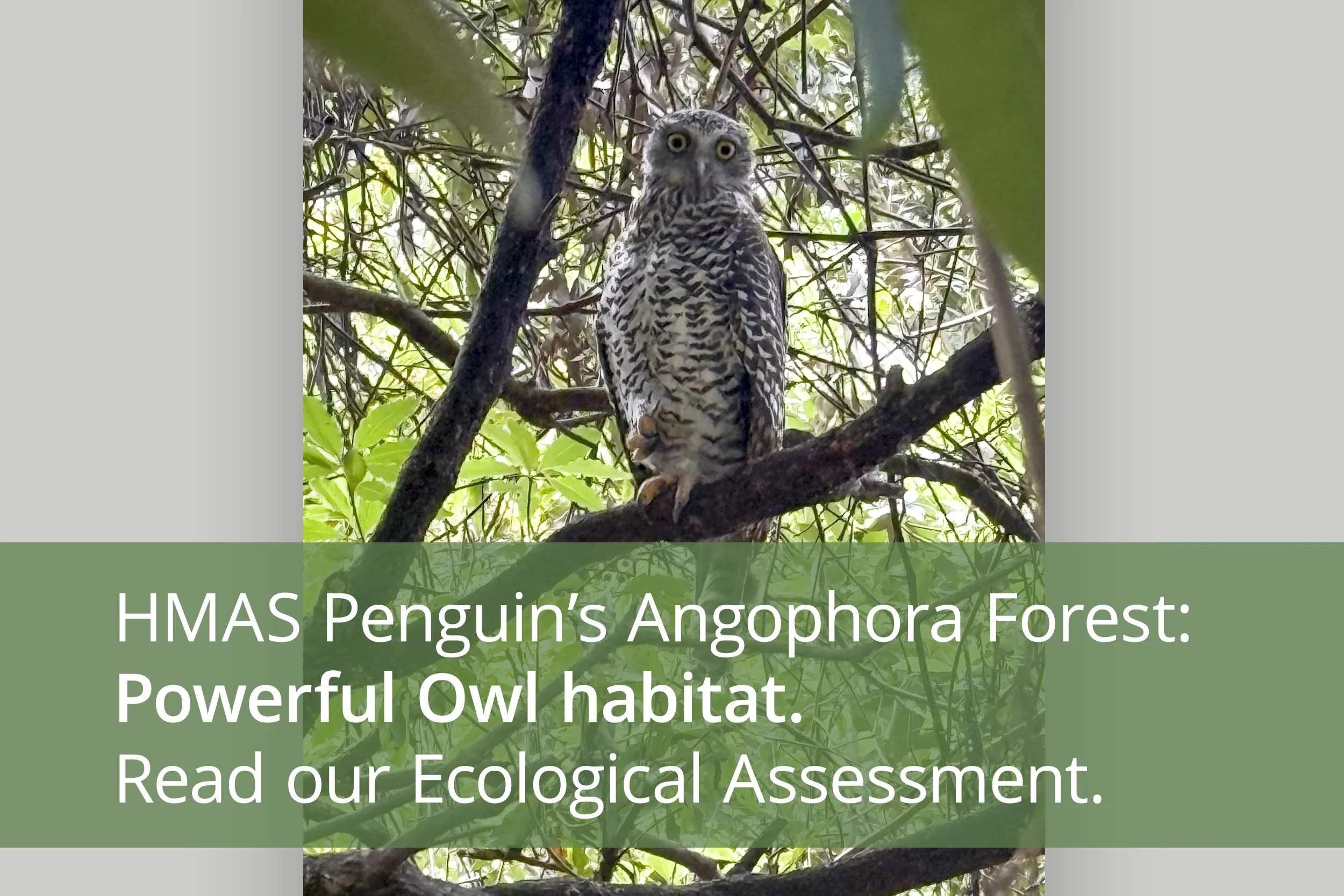 HMAS Penguin’s Angophora Forest: Powerful Owl habitat.
