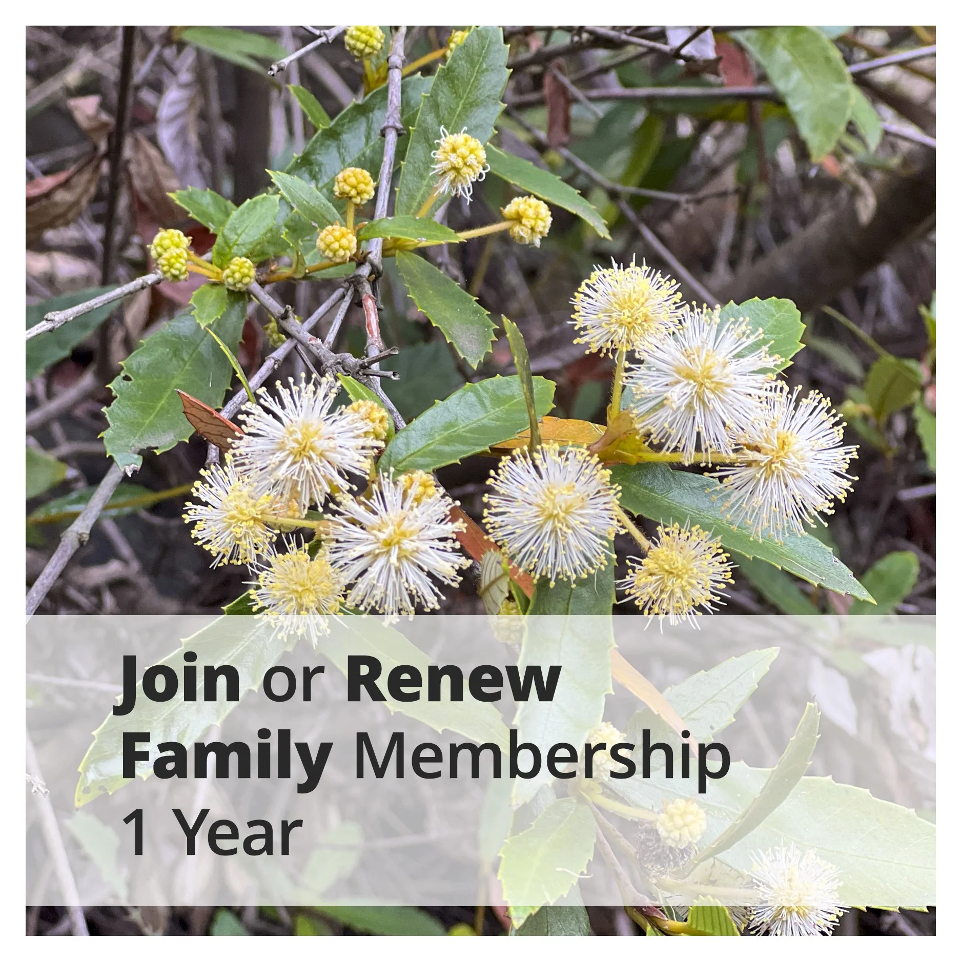 Membership Family
