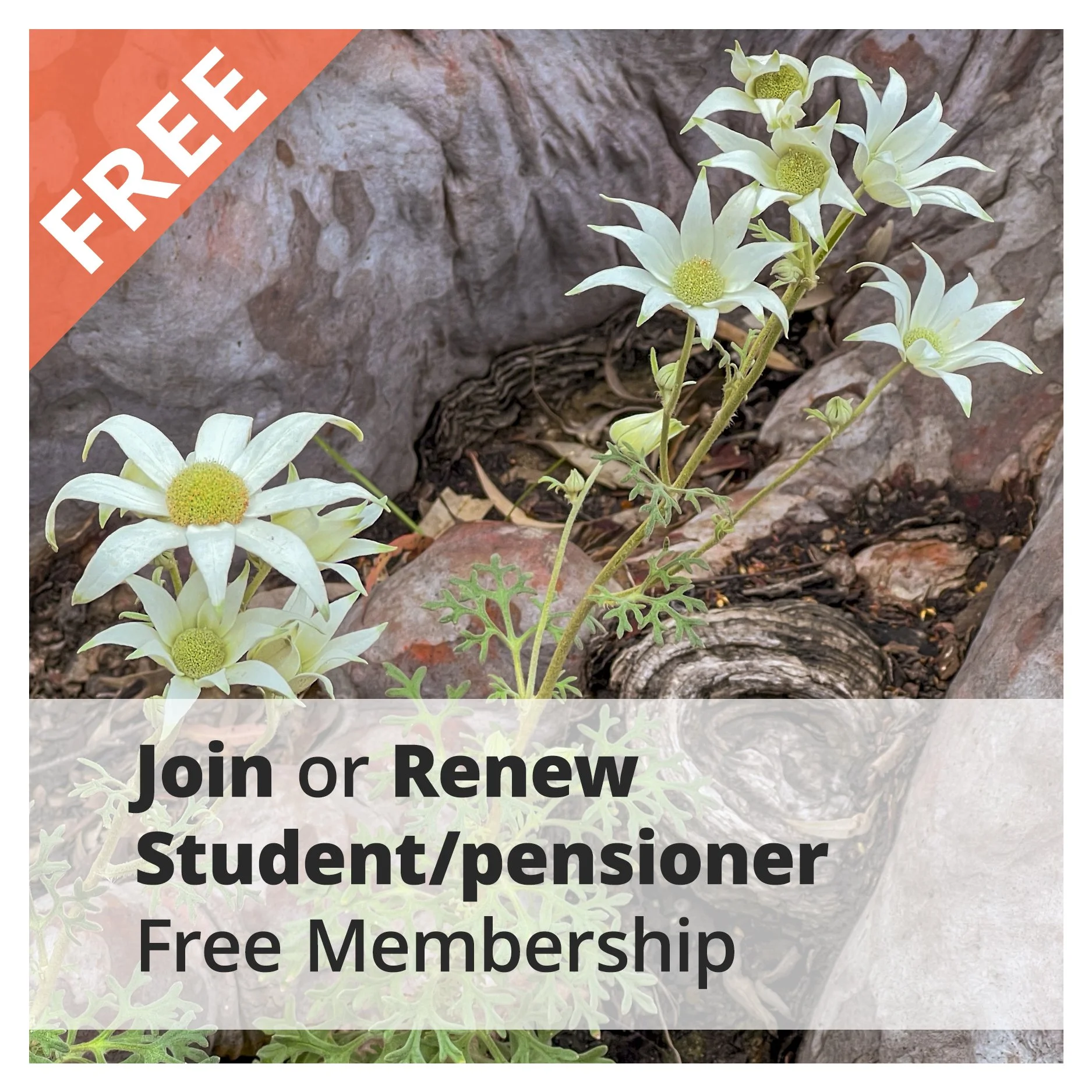 Membership Student/Pensioner
