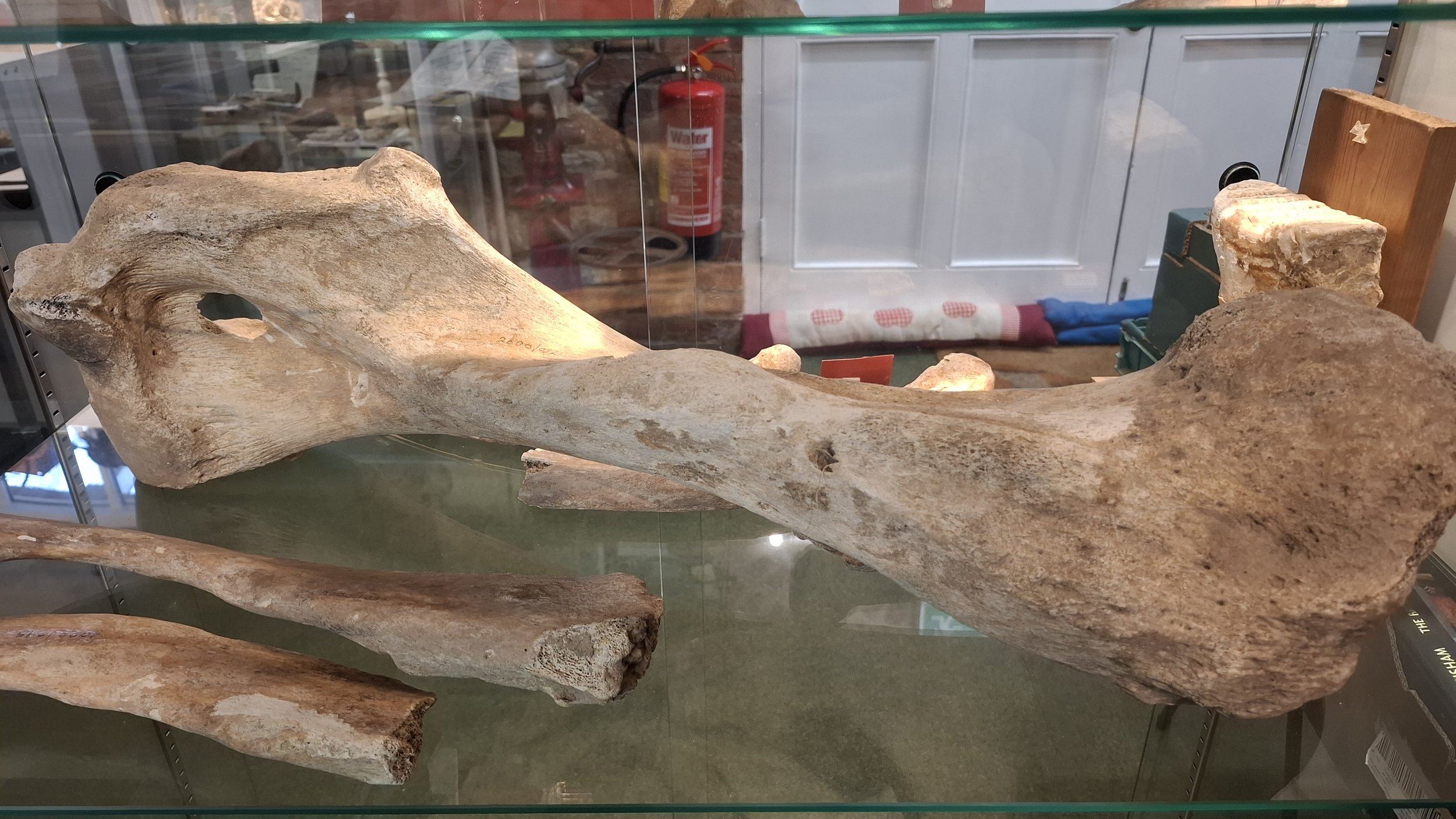 The 'Kington Elephant'