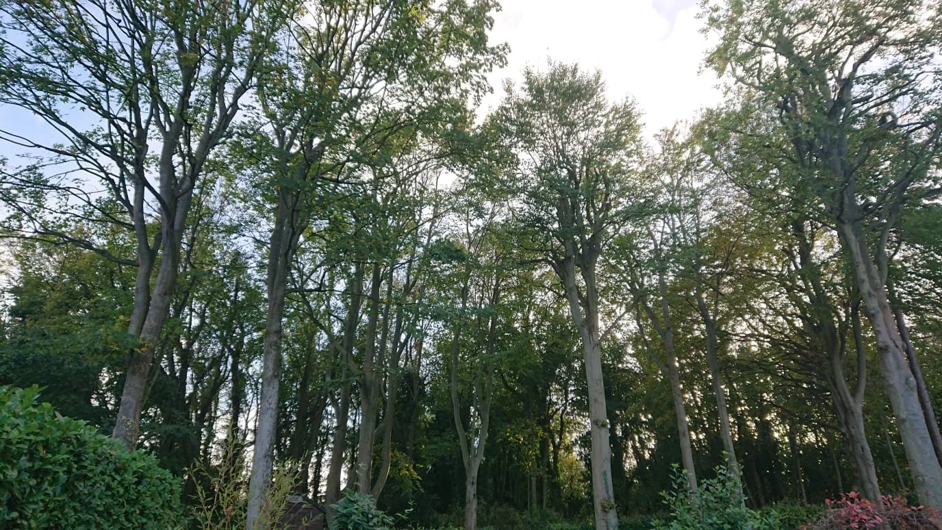 Crown thinning after