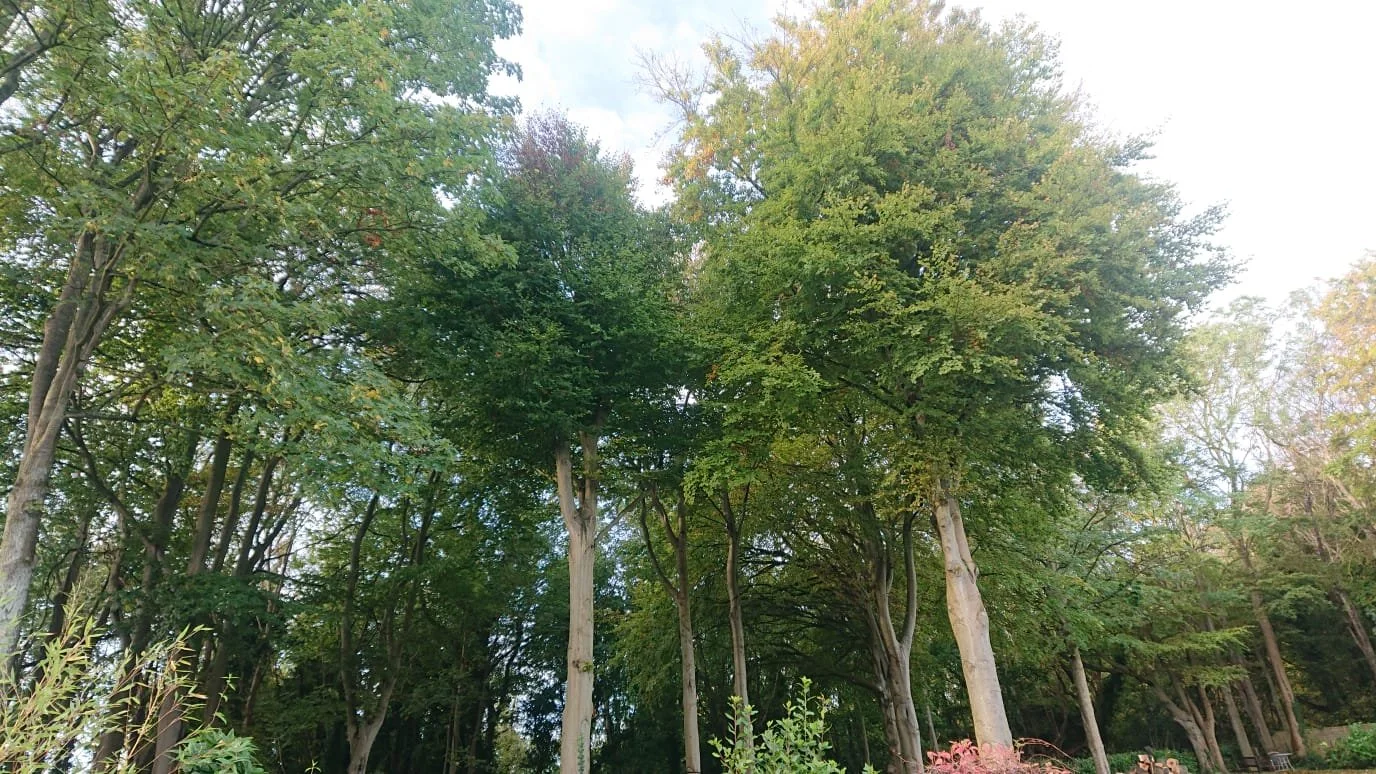 Crown thinning before