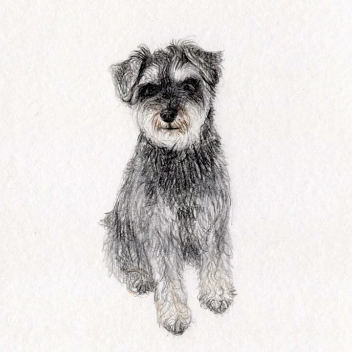 Have some cute canine content for your Bank Holiday Monday sure, why not! 

This is an A5 illustration from a while ago, get in touch here or on the website to order your very own custom piece! 

Illustrations are hand-drawn on the best quality Arche