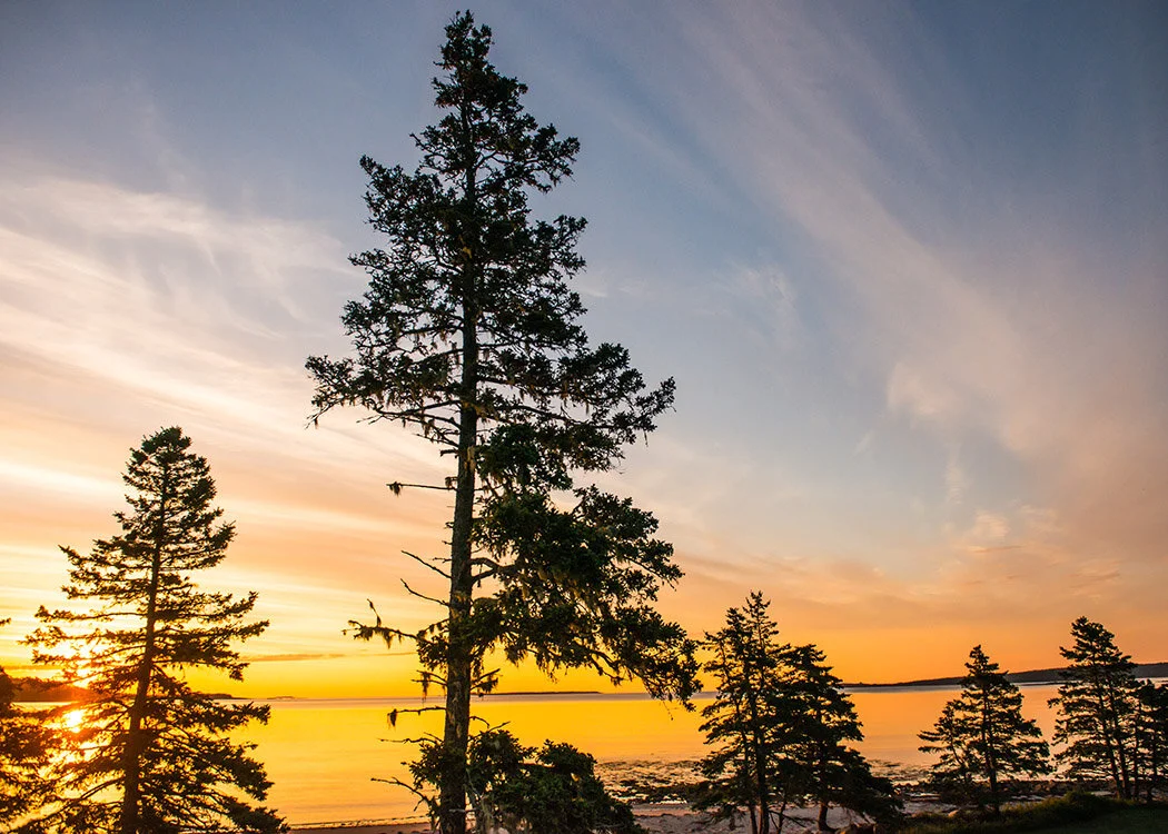 Trees.jpg