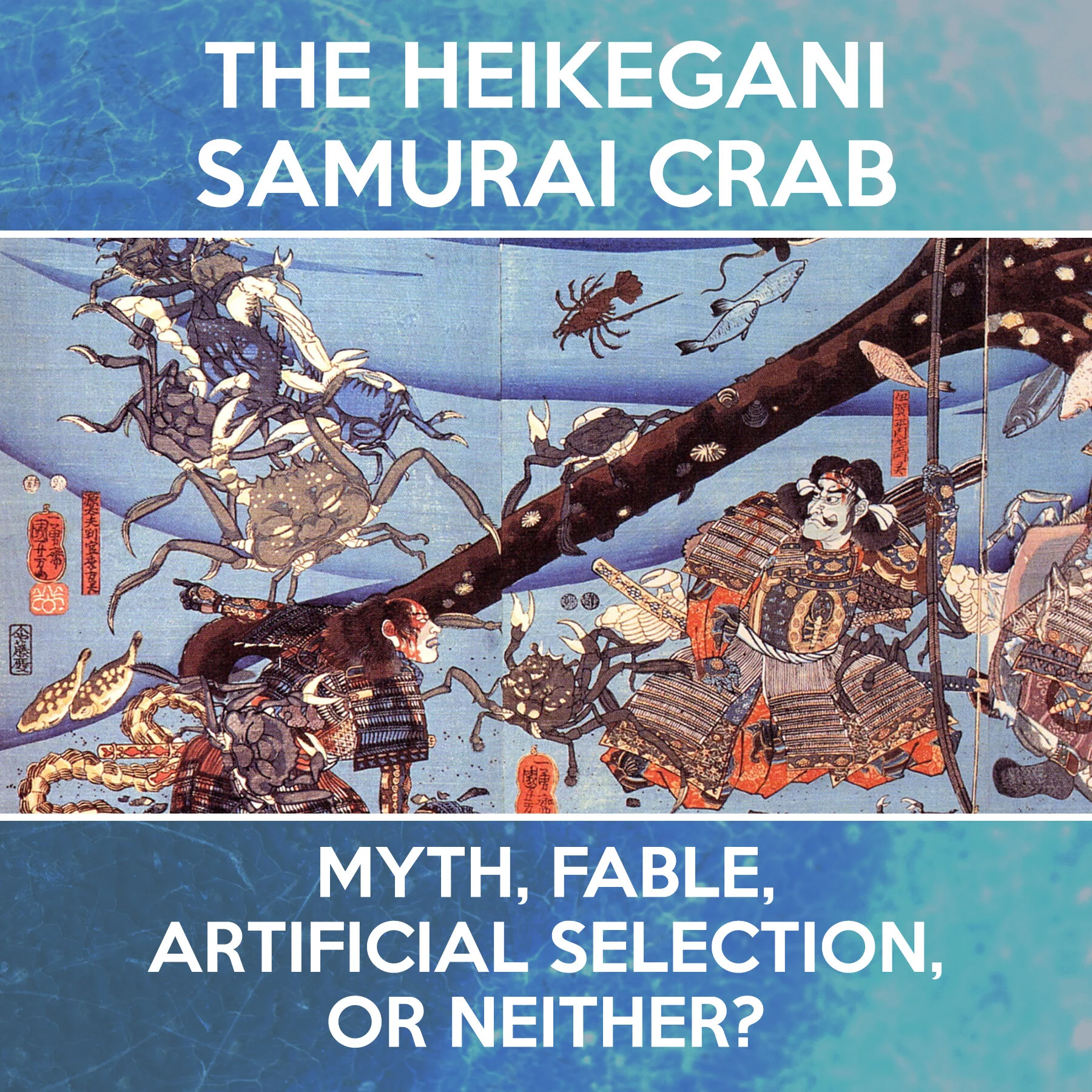 Sameri Crab The Mystery of the Samurai Crab — Crab Museum