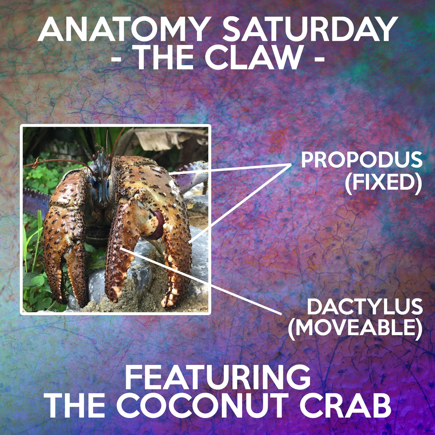 The Claw — Crab Museum