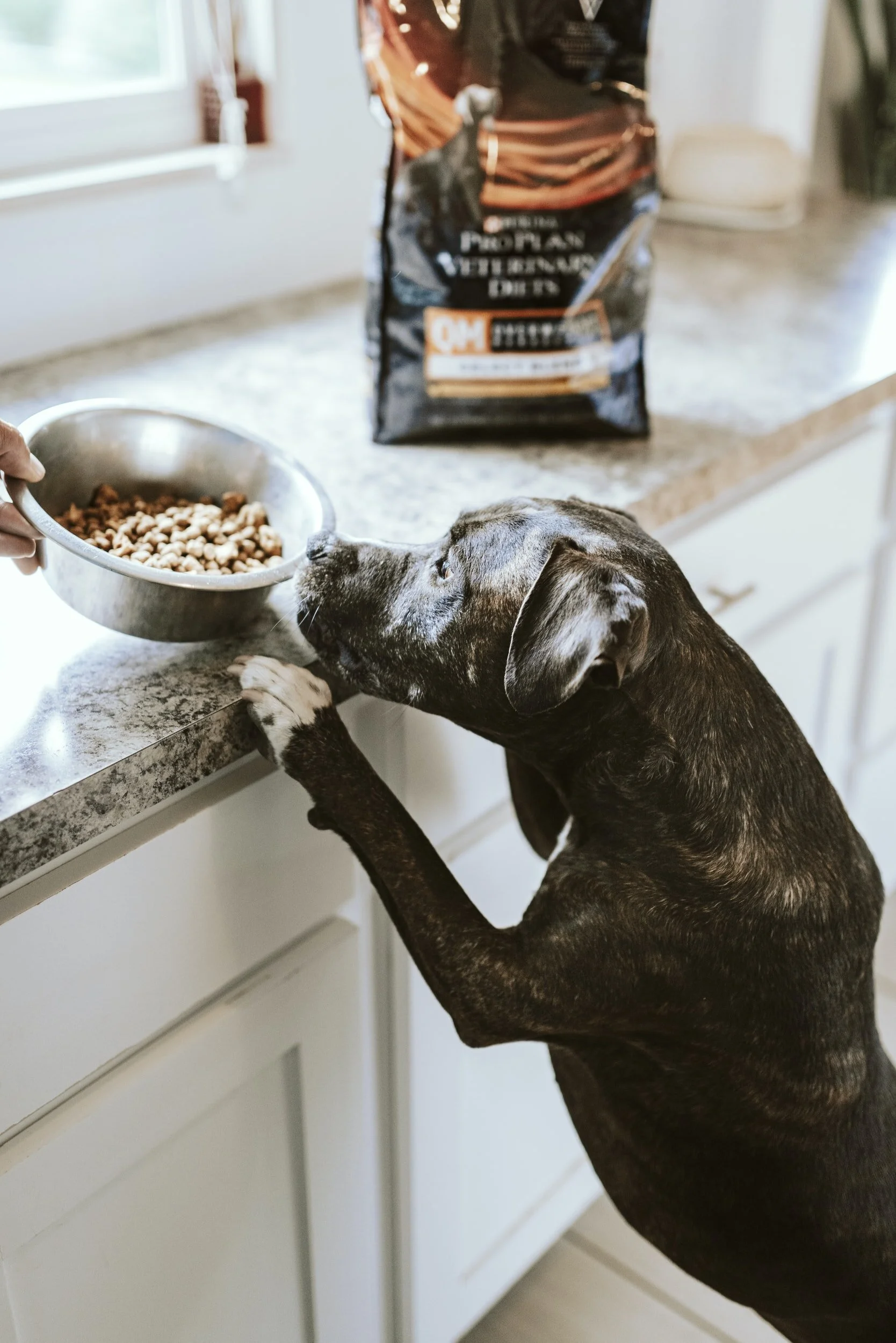Dog Food Reviews and Ratings