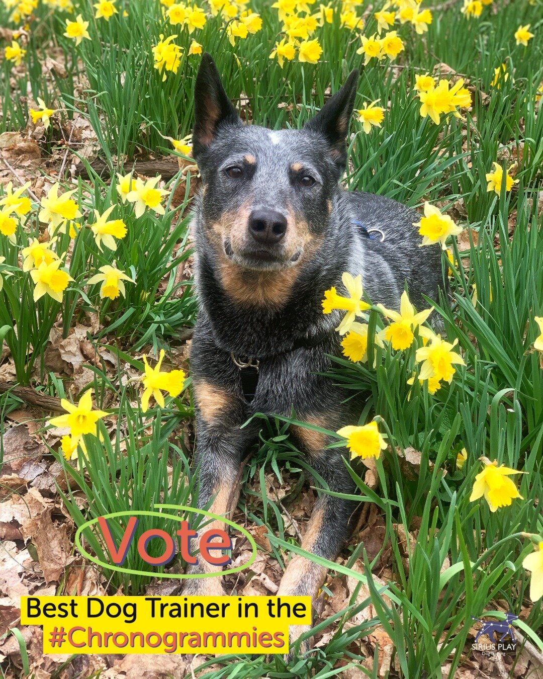 🌷 Happy Spring! 🌷 #linkinbio 

#dogsofrhinebeck #positivereinforcment #dogsofsptraining #rewardbasedtraining #dogs #doglover #dogstagram #rhinebeck #redhook #rhinecliff #dogtraining