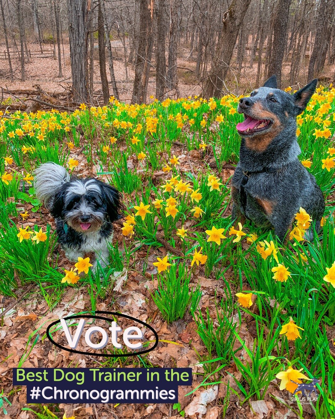 🌼🐶🌼 Link in bio to vote, thank you! 🌼🐶🌼

 #dogsofsptraining #rewardbasedtraining #positivereinforcment #dogsofrhinebeck #rhinebeck #redhook #rhinecliff #doglover #dogs #dogstagram #dogtraining