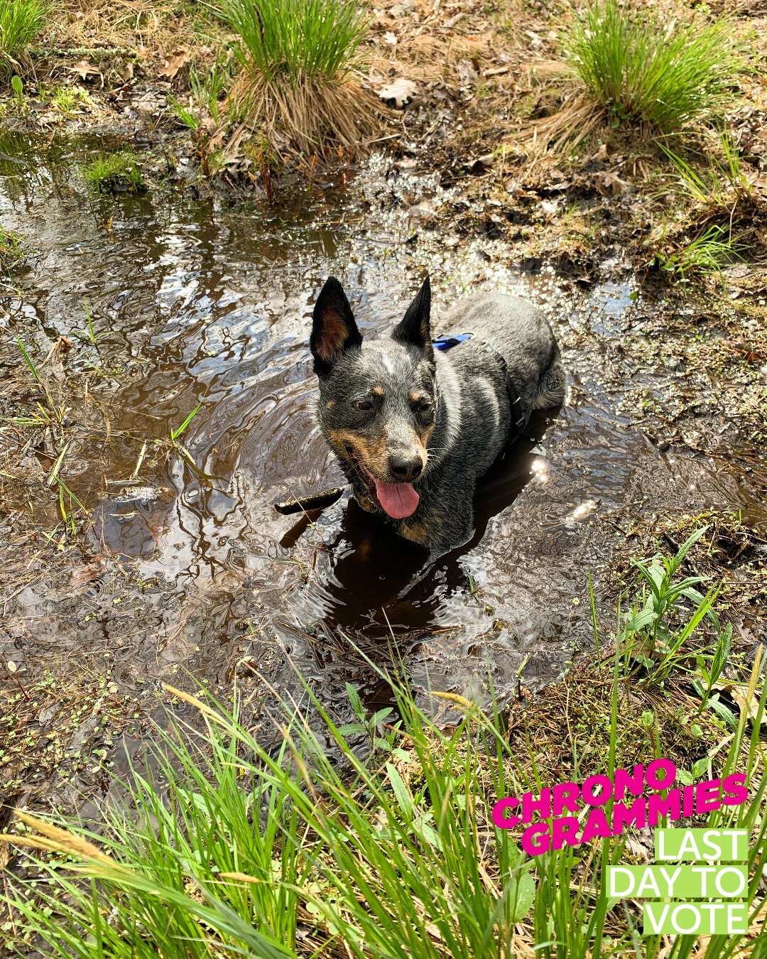 Nature walks, mud, splashing, bathtime, zoomies and napping - it's the cycle of a pet parent's life! 

LAST DAY TO VOTE #chronogrammies 
Link in bio. 

 #rhinebeck #redhook #rhinecliff #doglover #dogs #dogstagram #dogtraining #dogsofsptraining #rewar