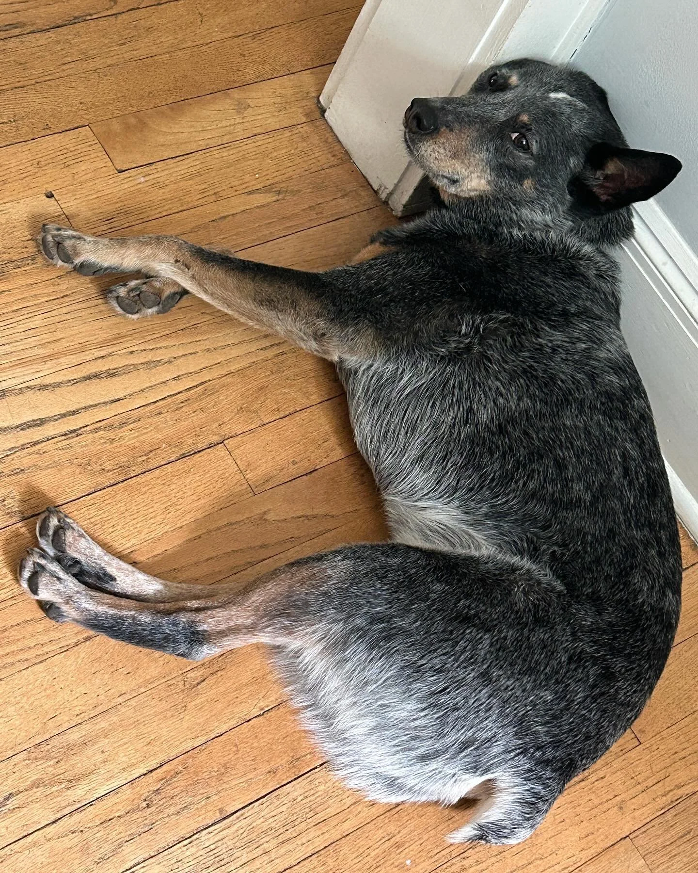 Pathetic pup photo of the week #cattledog #cattledogsofinstagram #rhinebeckdogtraining #dogsofrhinebeck #positivereinforcement #dogsofsptraining #siriusplaydogtraining #chaco
