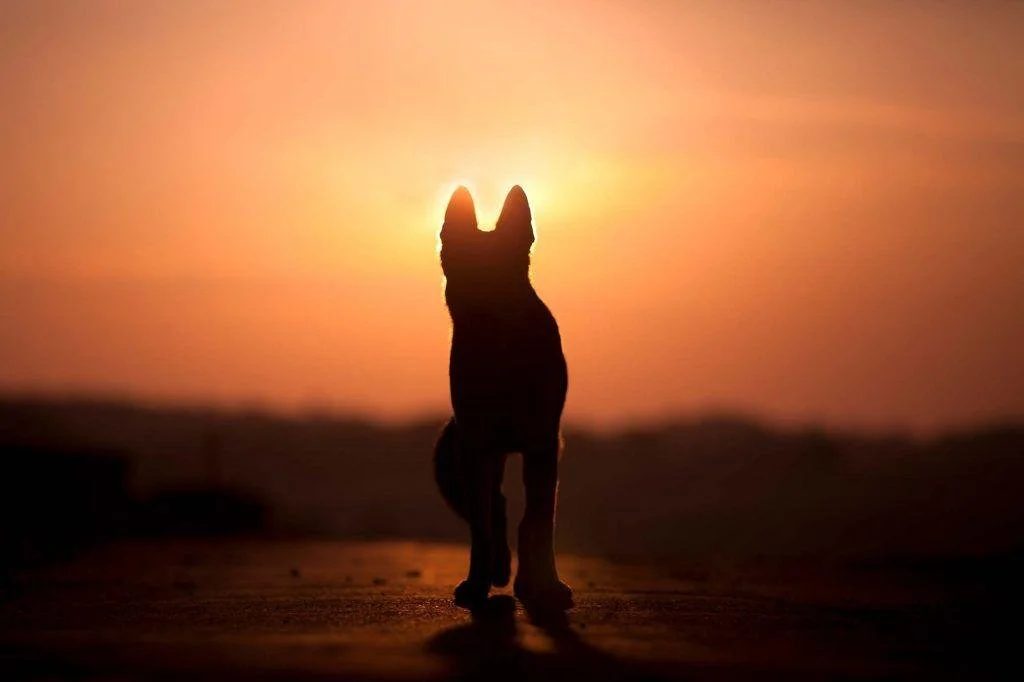 in-sickness-and-death-coping-with-the-mortality-of-your-pet-sirius