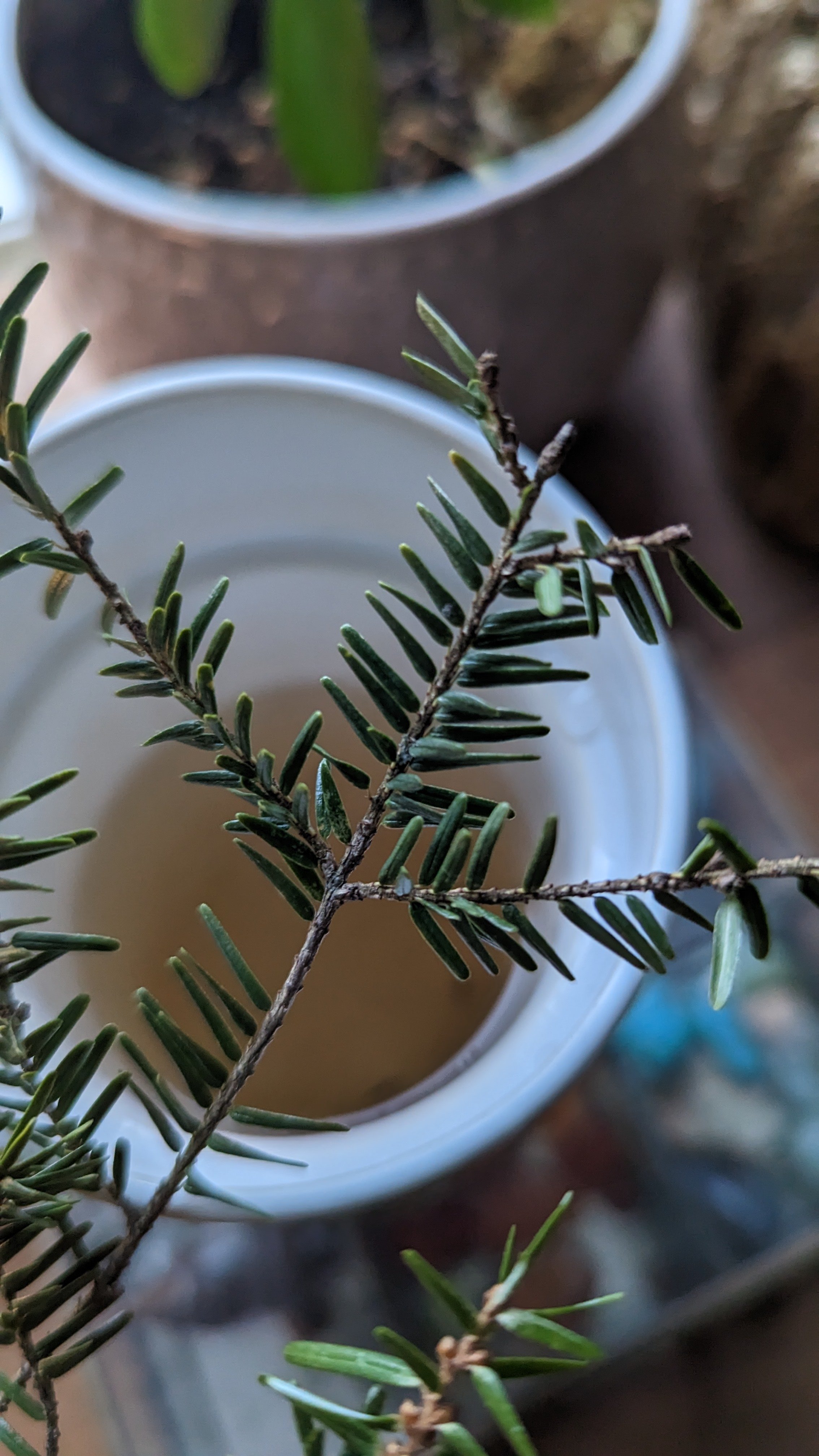 Eastern Hemlock Tea