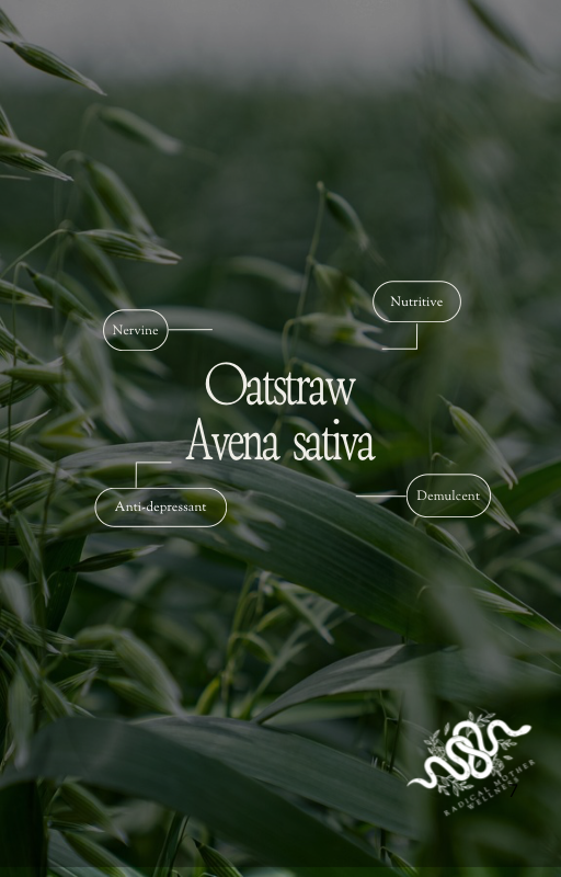 Oatstraw: Herbs Every Mom Should Know