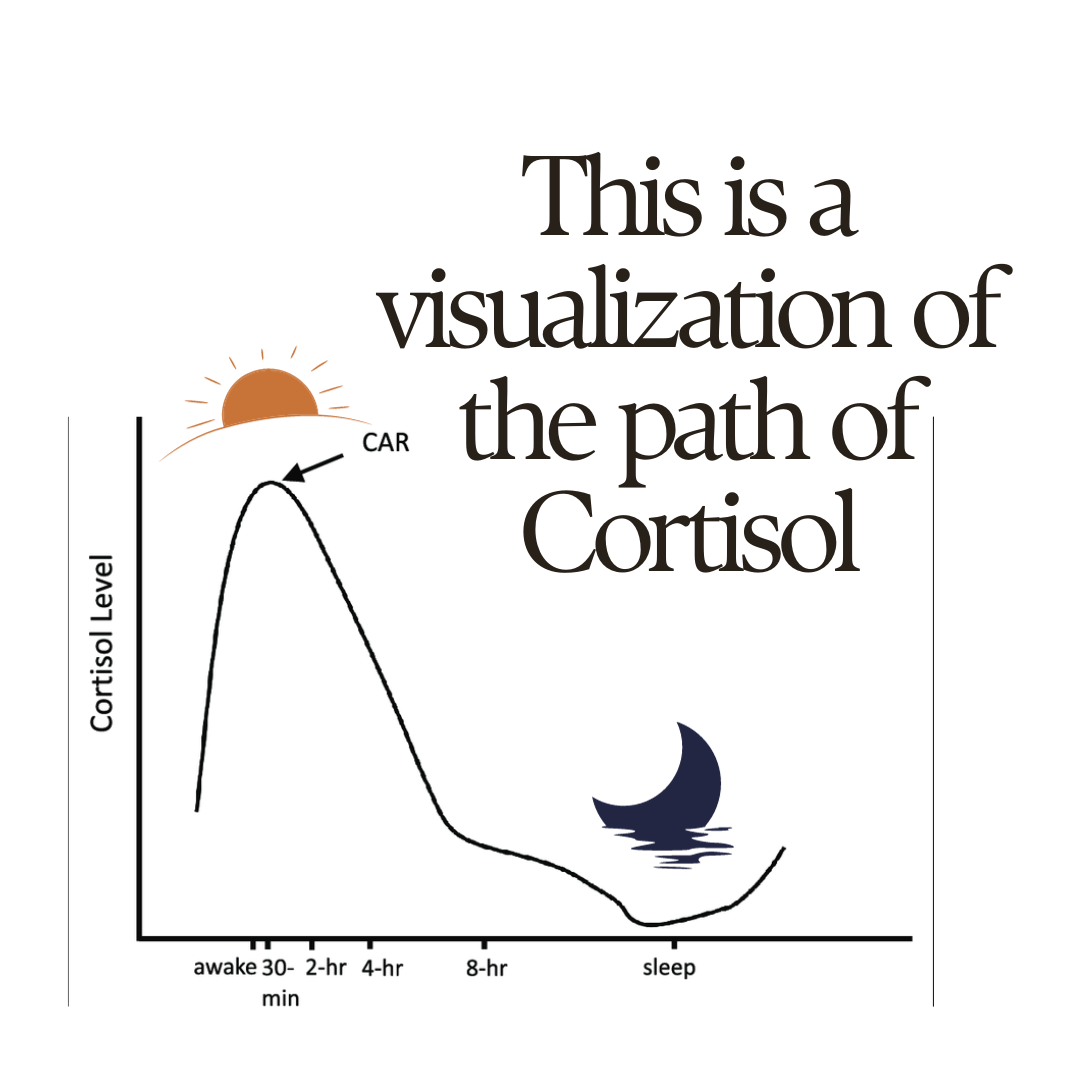 A healthy look at Cortisol — Radical Mother Wellness - Pregnancy, Birth ...