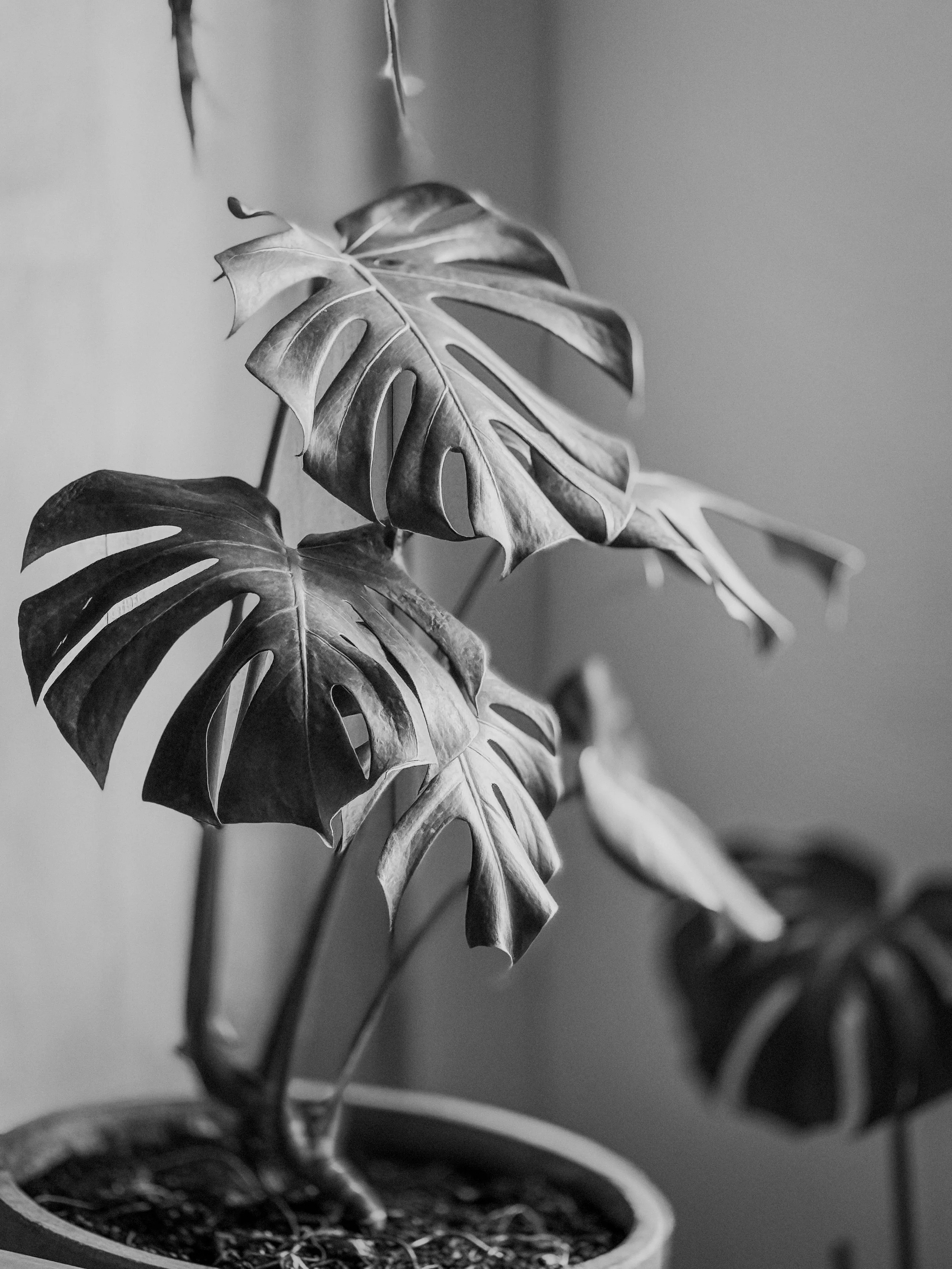 IMG_3019_jpg.jpg