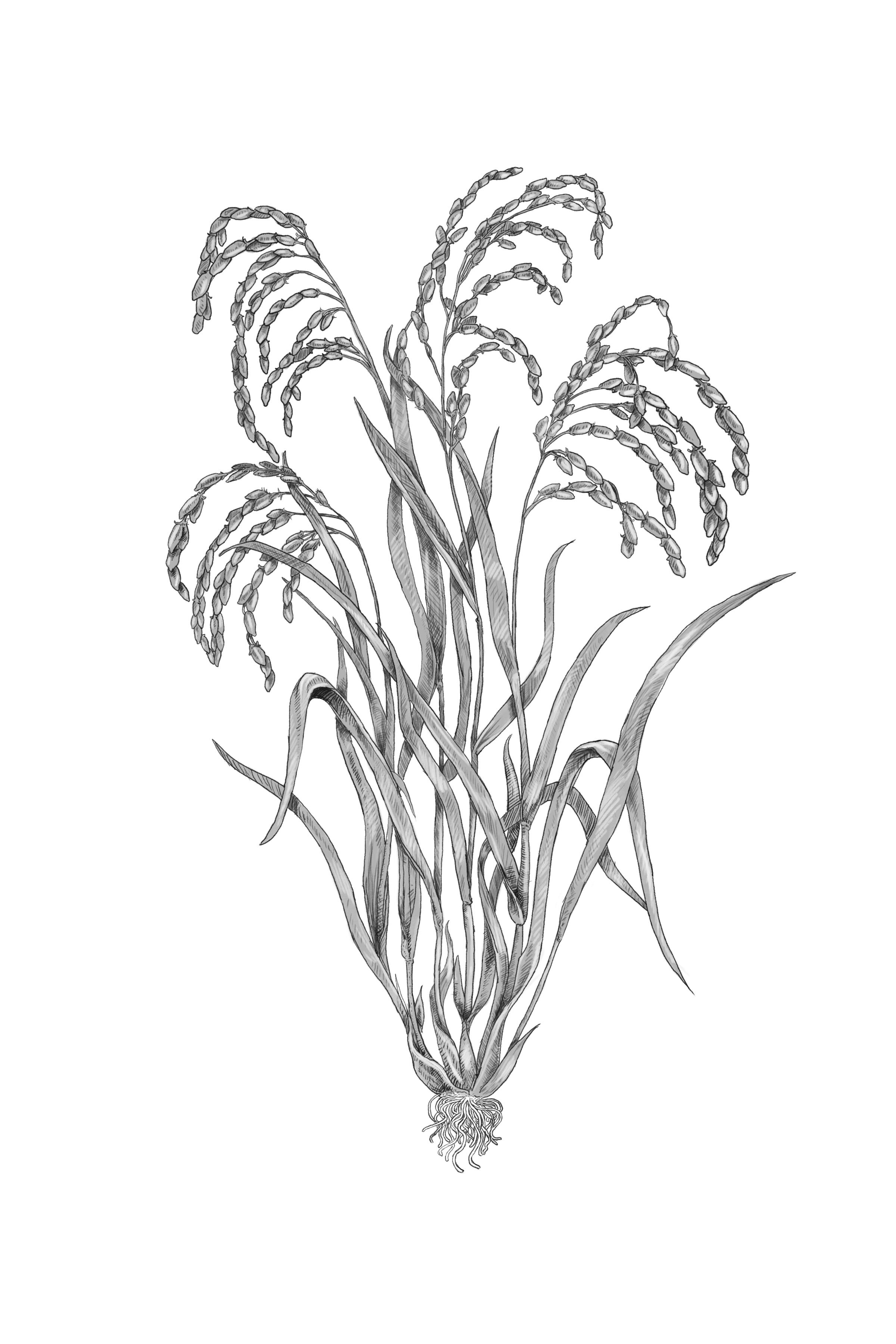 Digital
