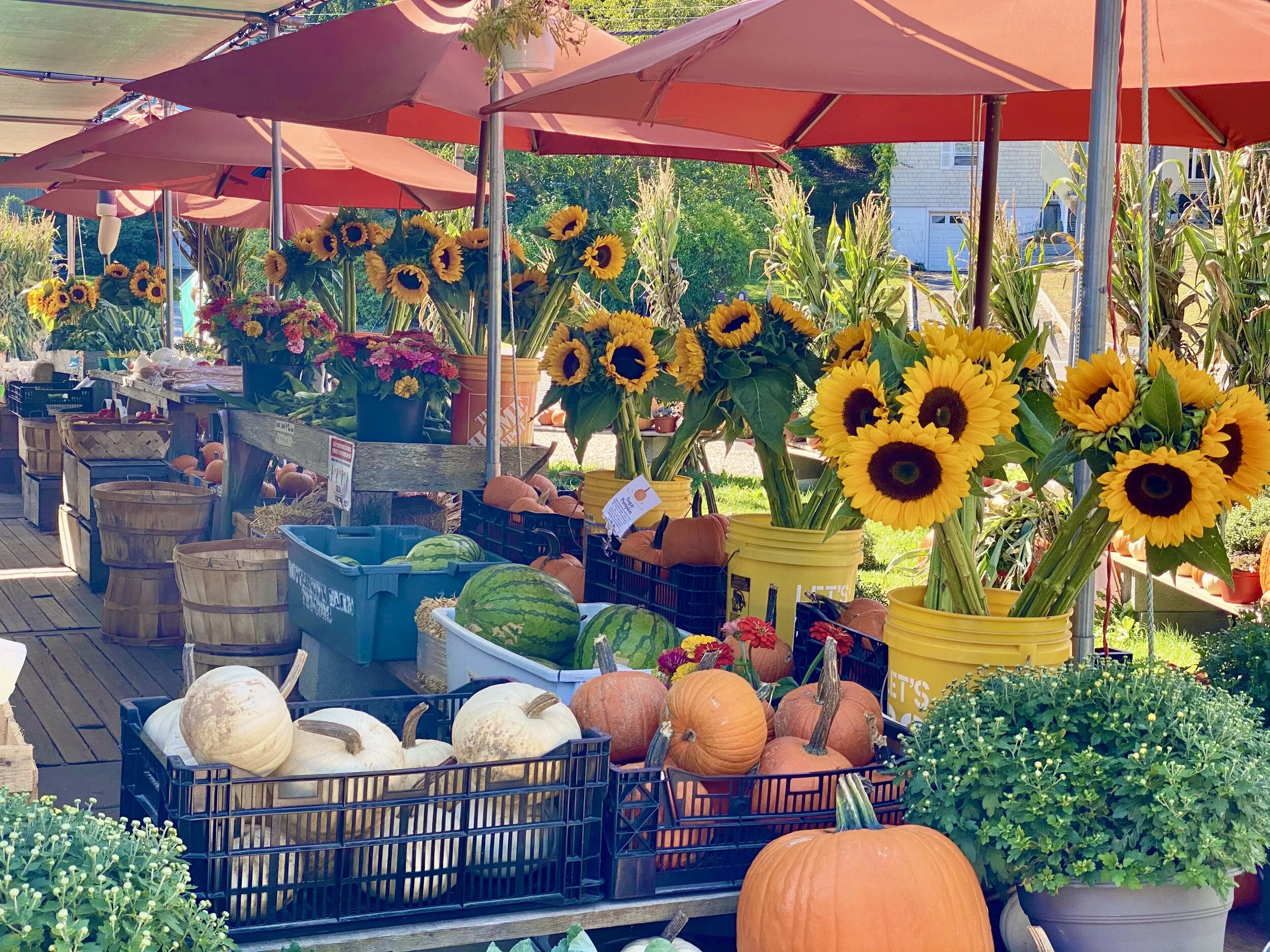 The Bounty of the Earth-We're Rich