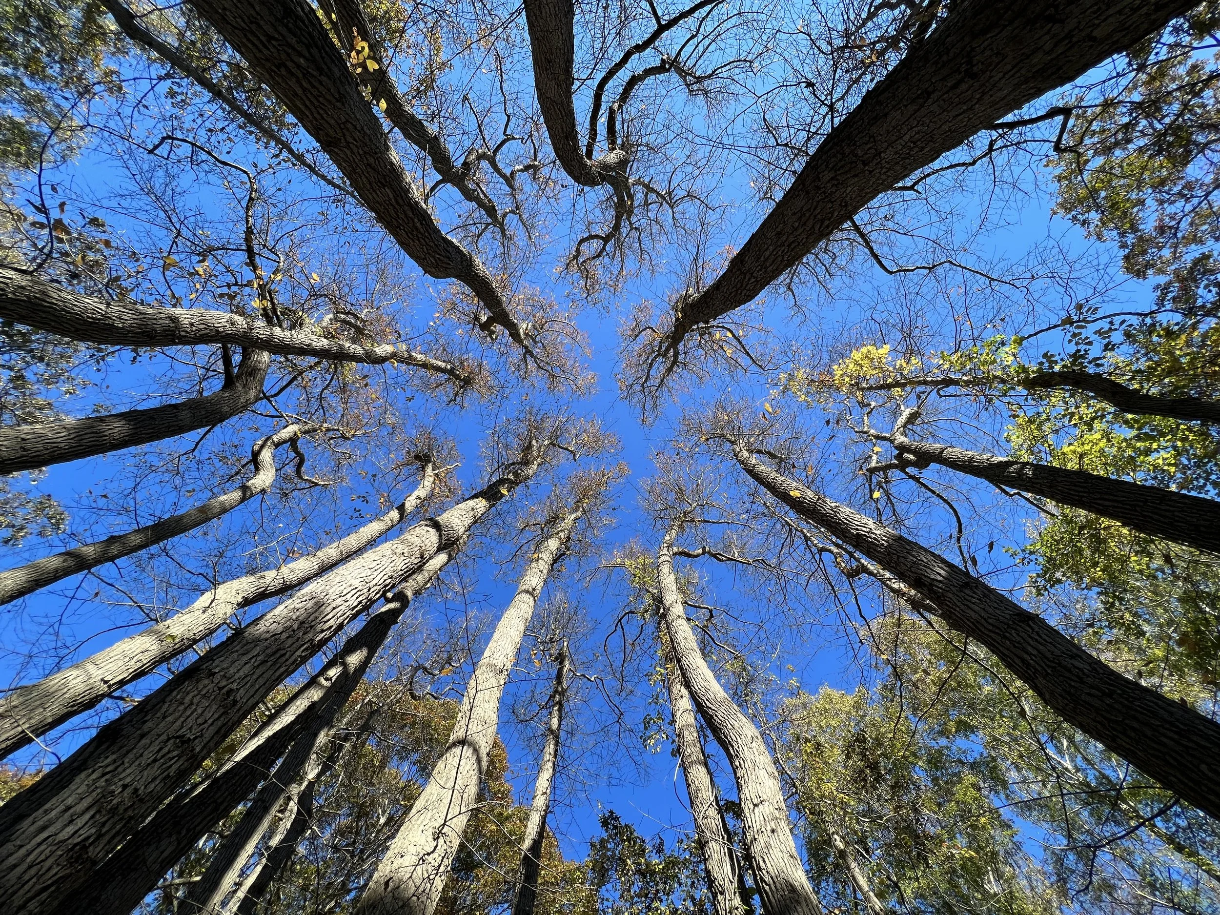 Walking to Save Your Life