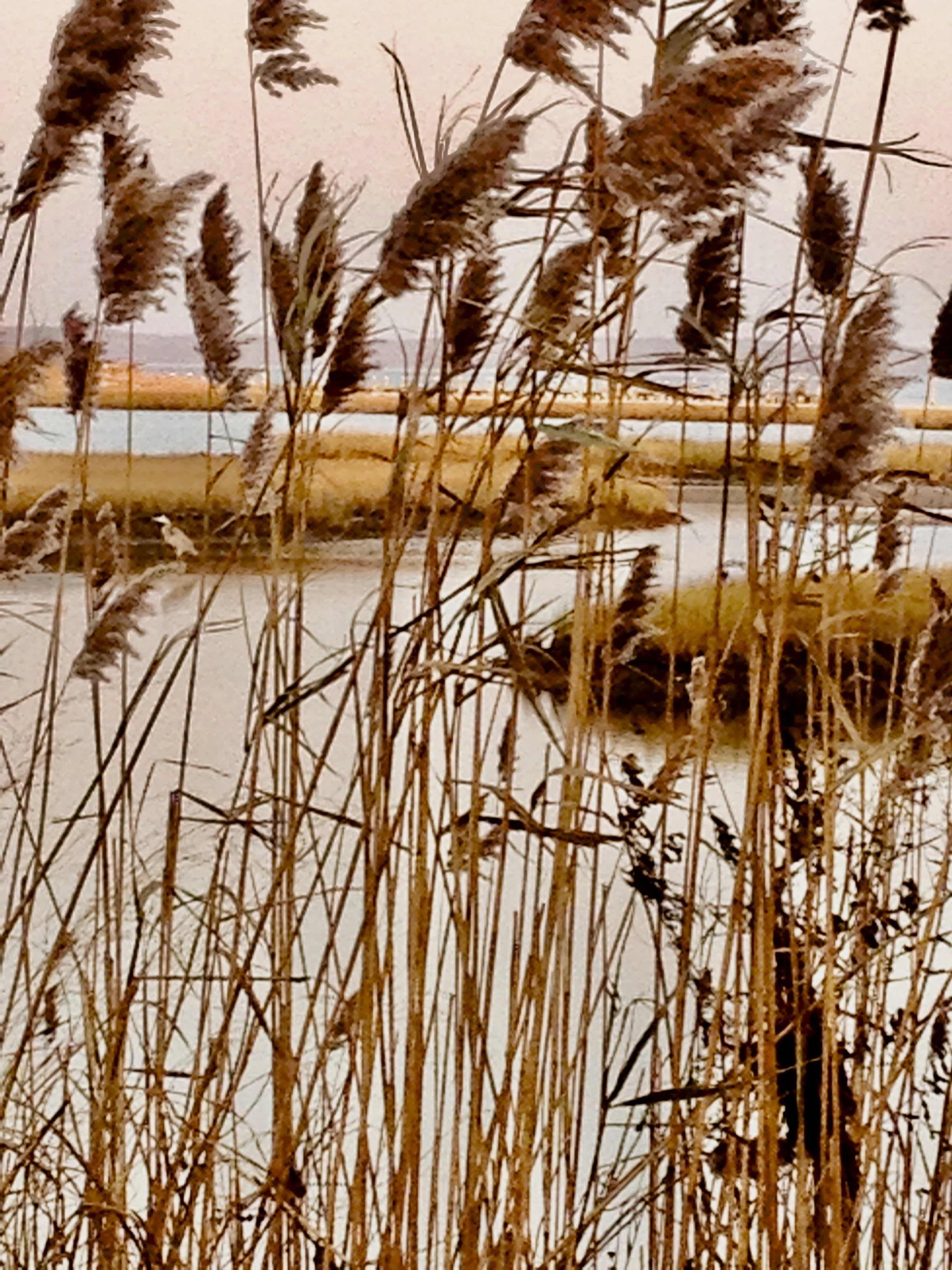 The Wilds of North Haven 