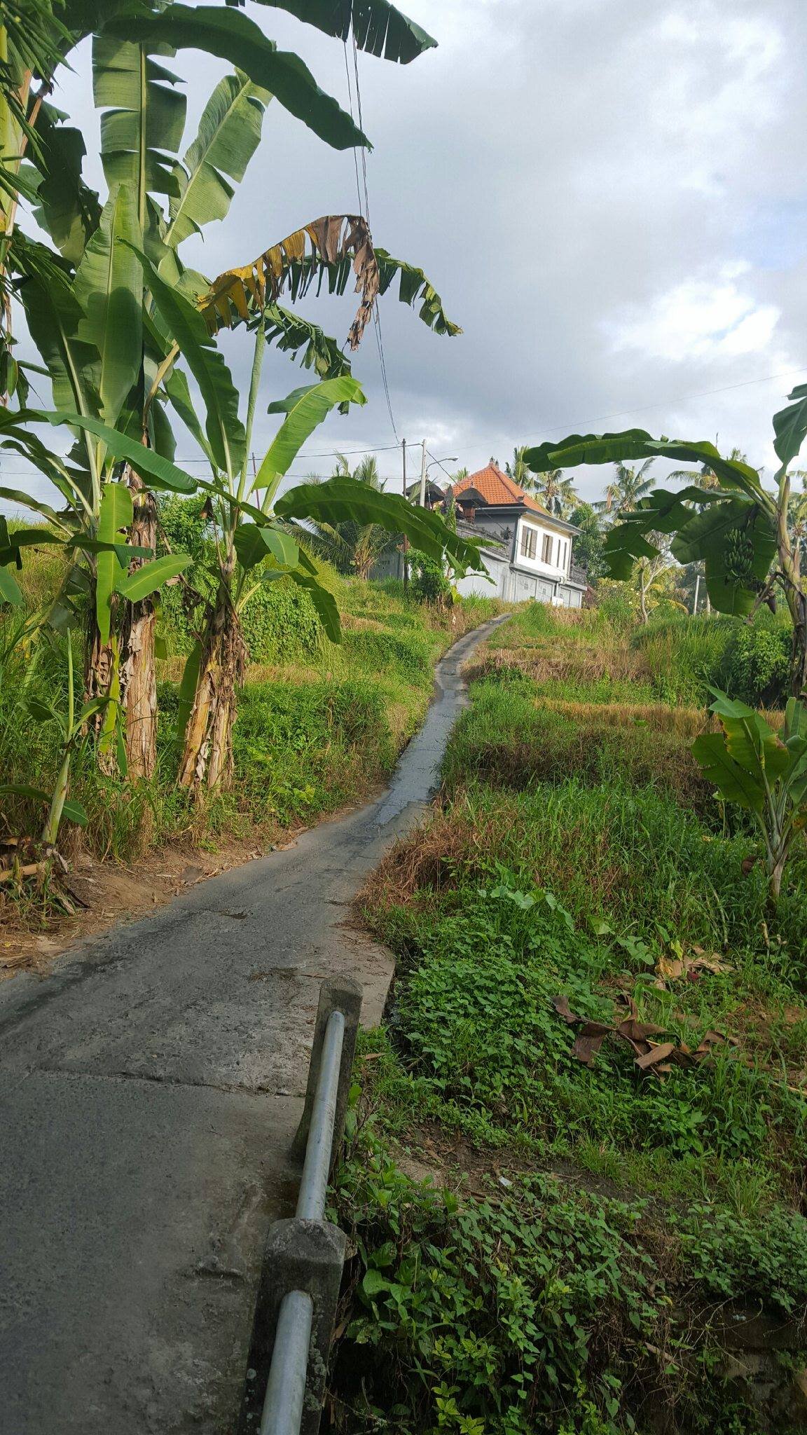this paved road in ubud made google maps.jpg